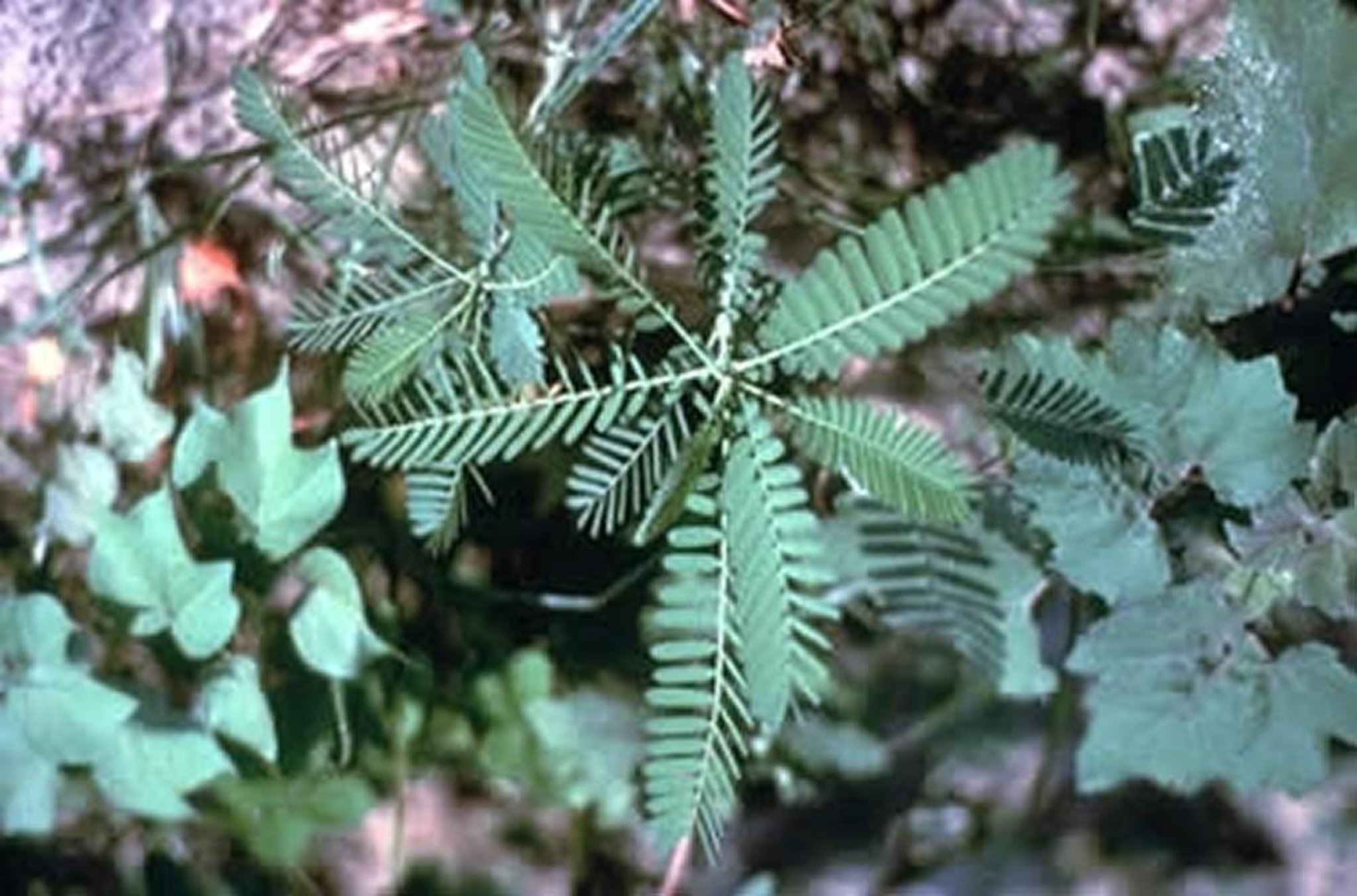 <i >Sesbania</i> (<i >Glottidium</i>) <i >vesicarium</i> (Bladderpod, Rattlebox, Sesbane, Coffeebean)