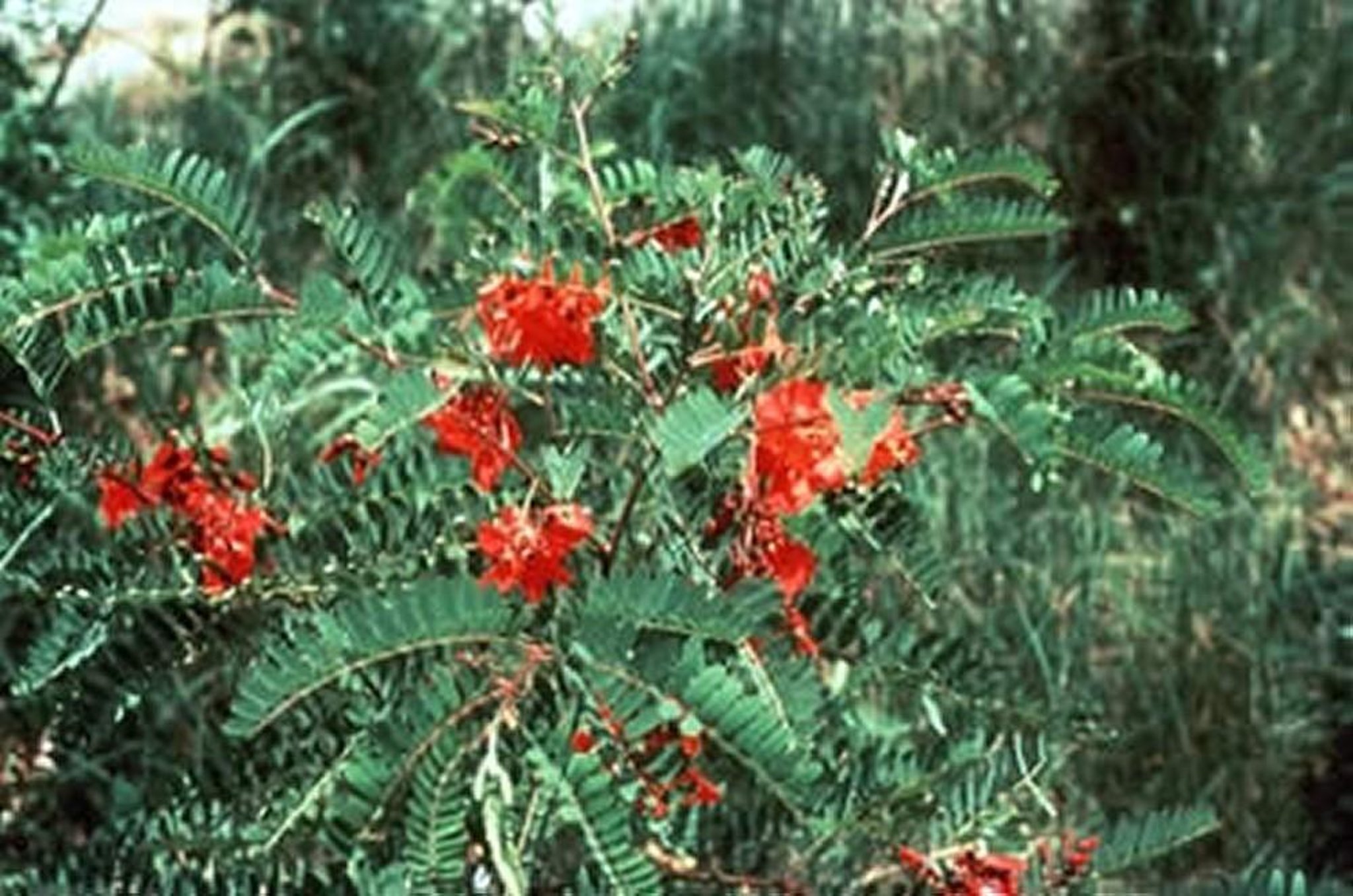<i >Glottidium</i> (<i >Sesbania</i>) <i >vesicarium</i> (Bladderpod, Rattlebox, Sesbane, Coffeebean), flowering plant