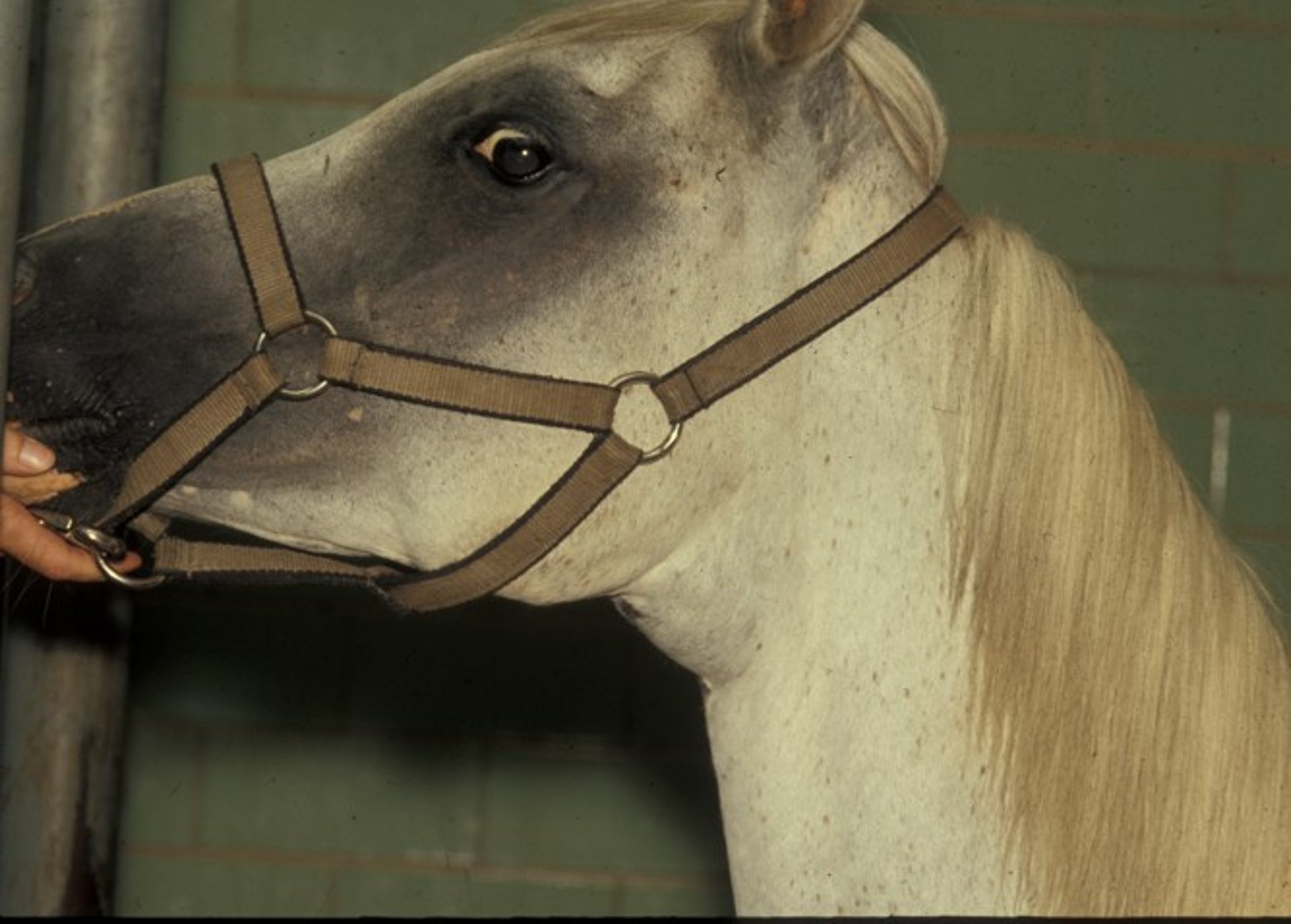 Goiter, adult horse