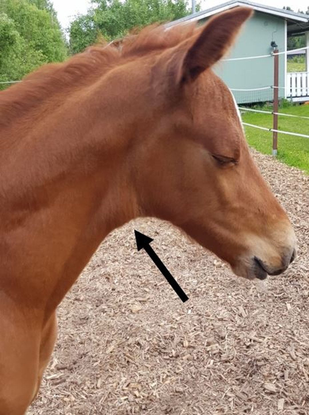 Goiter, foal