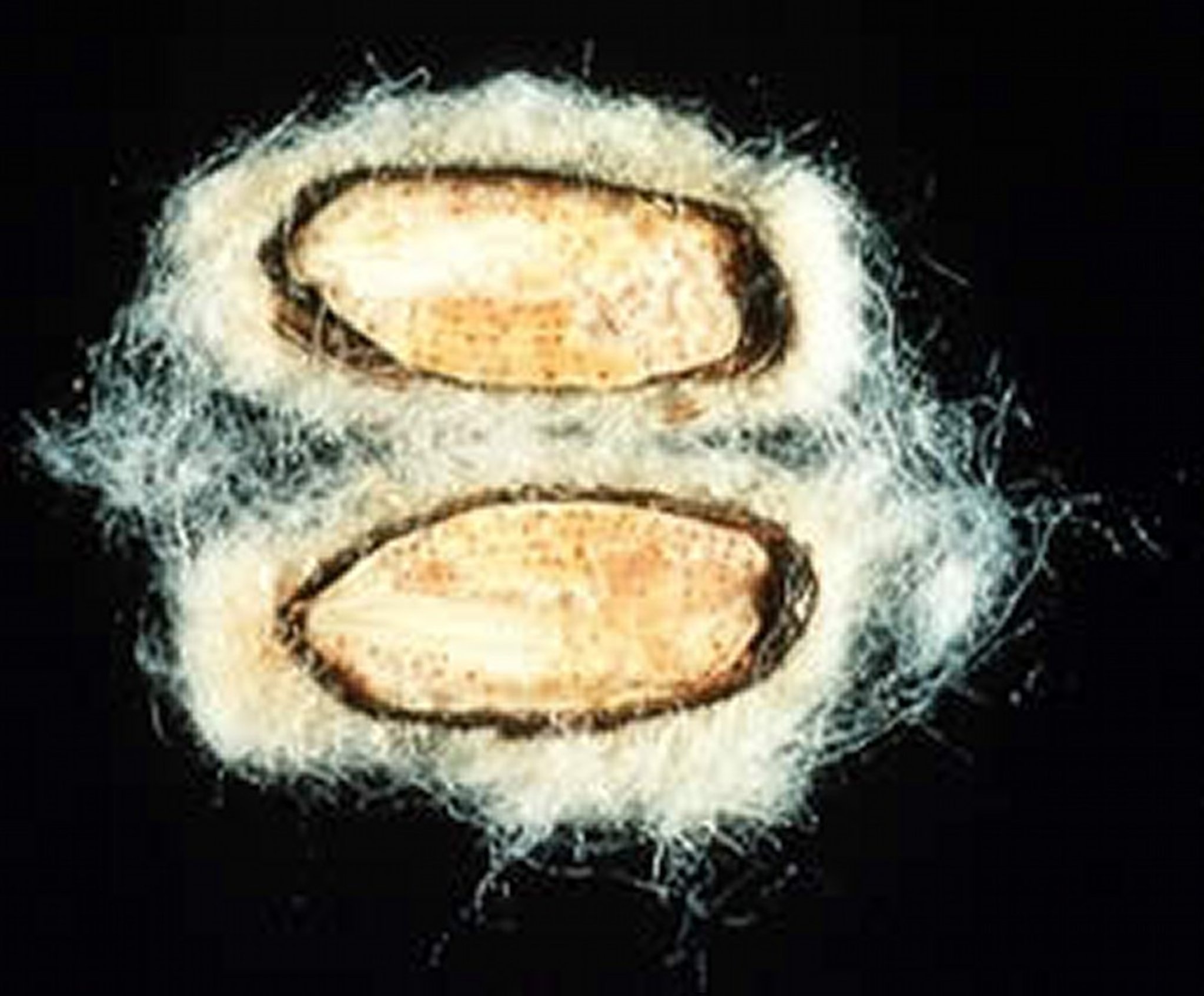 <i >Gossypium</i> spp, semillas