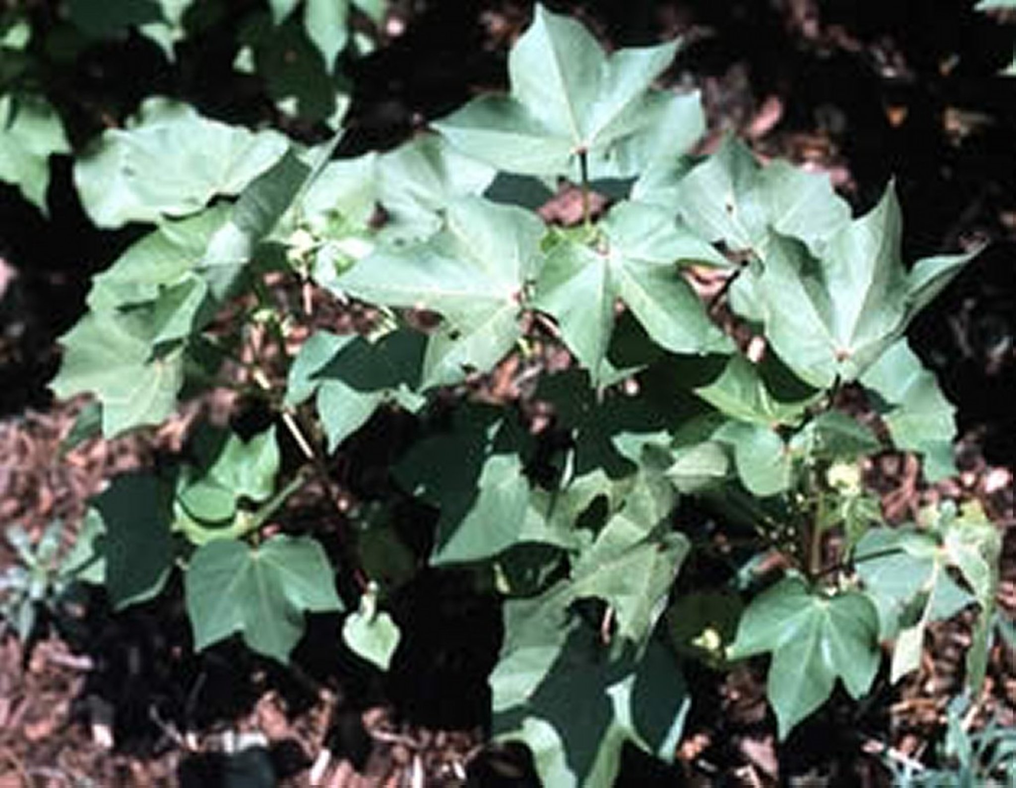 <i >Gossypium</i> spp, planta joven