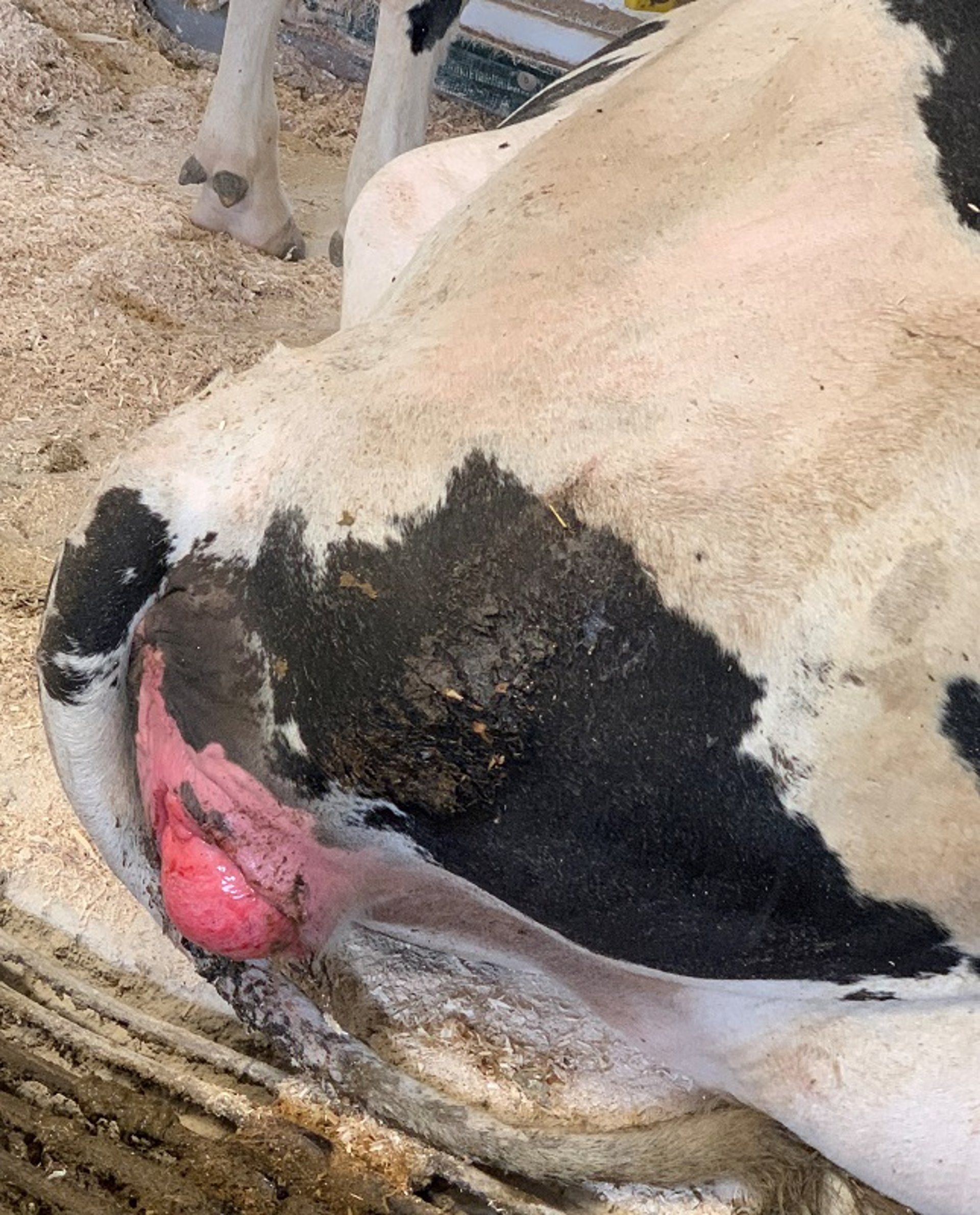 Grade I vaginal prolapse, dairy cow