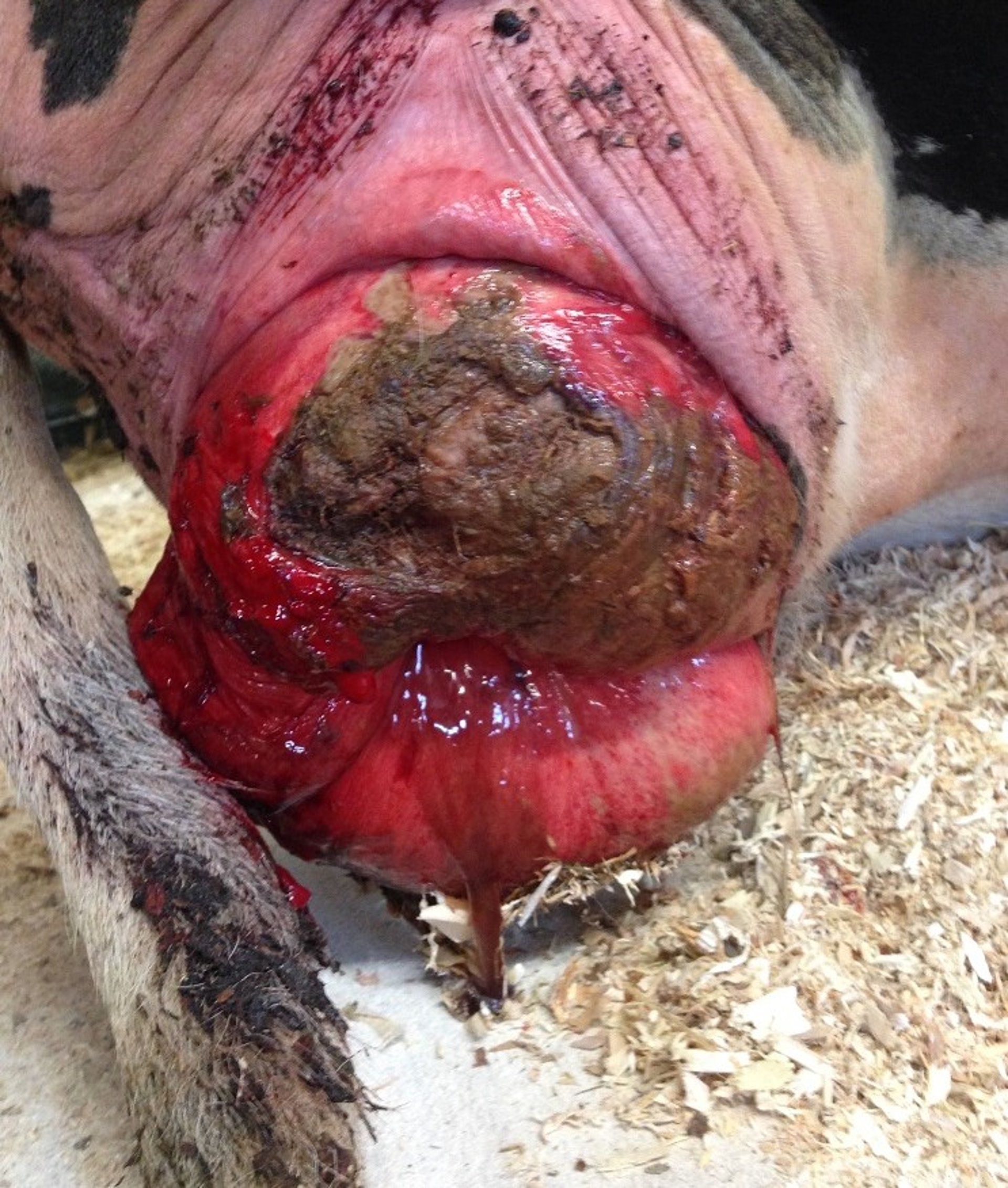 Grade IV vaginal prolapse, dairy cow