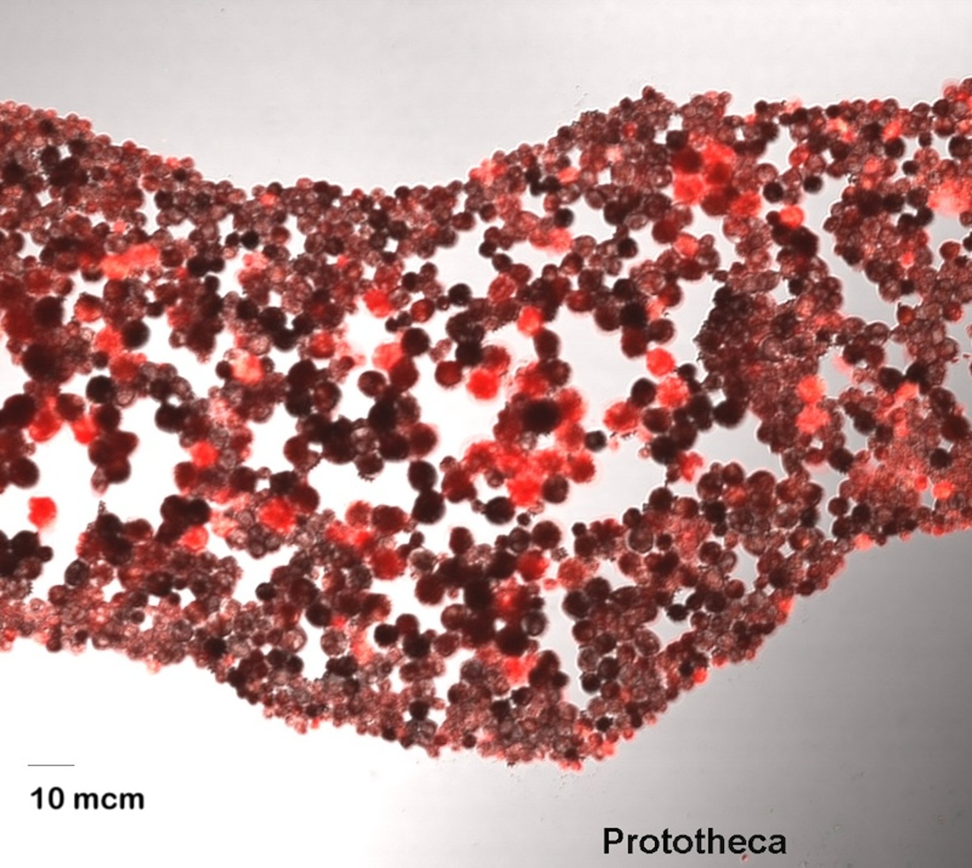 Gram stain of <i >Prototheca</i> in milk smear, cow