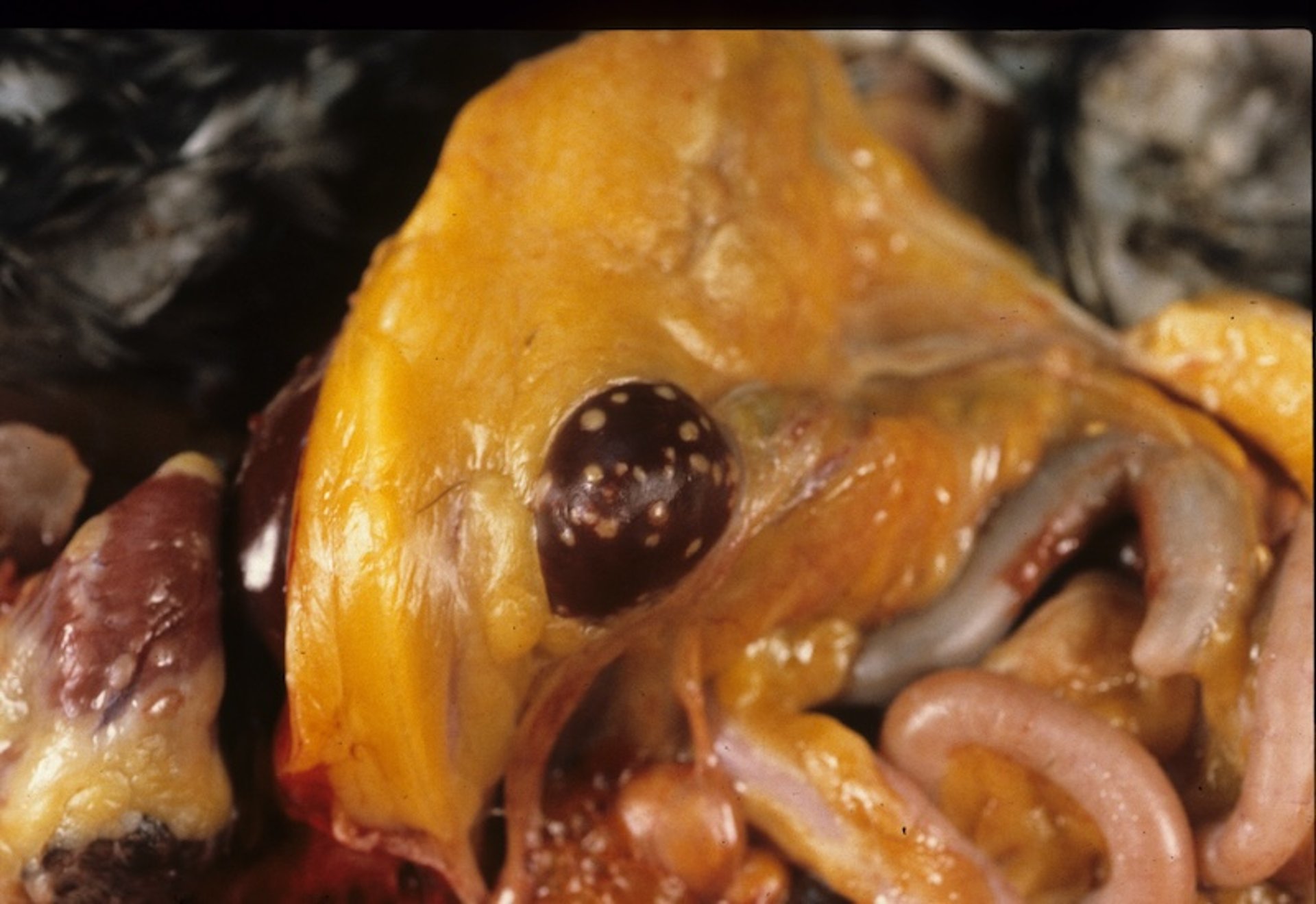 Esplenitis granulomatosa, pollo adulto