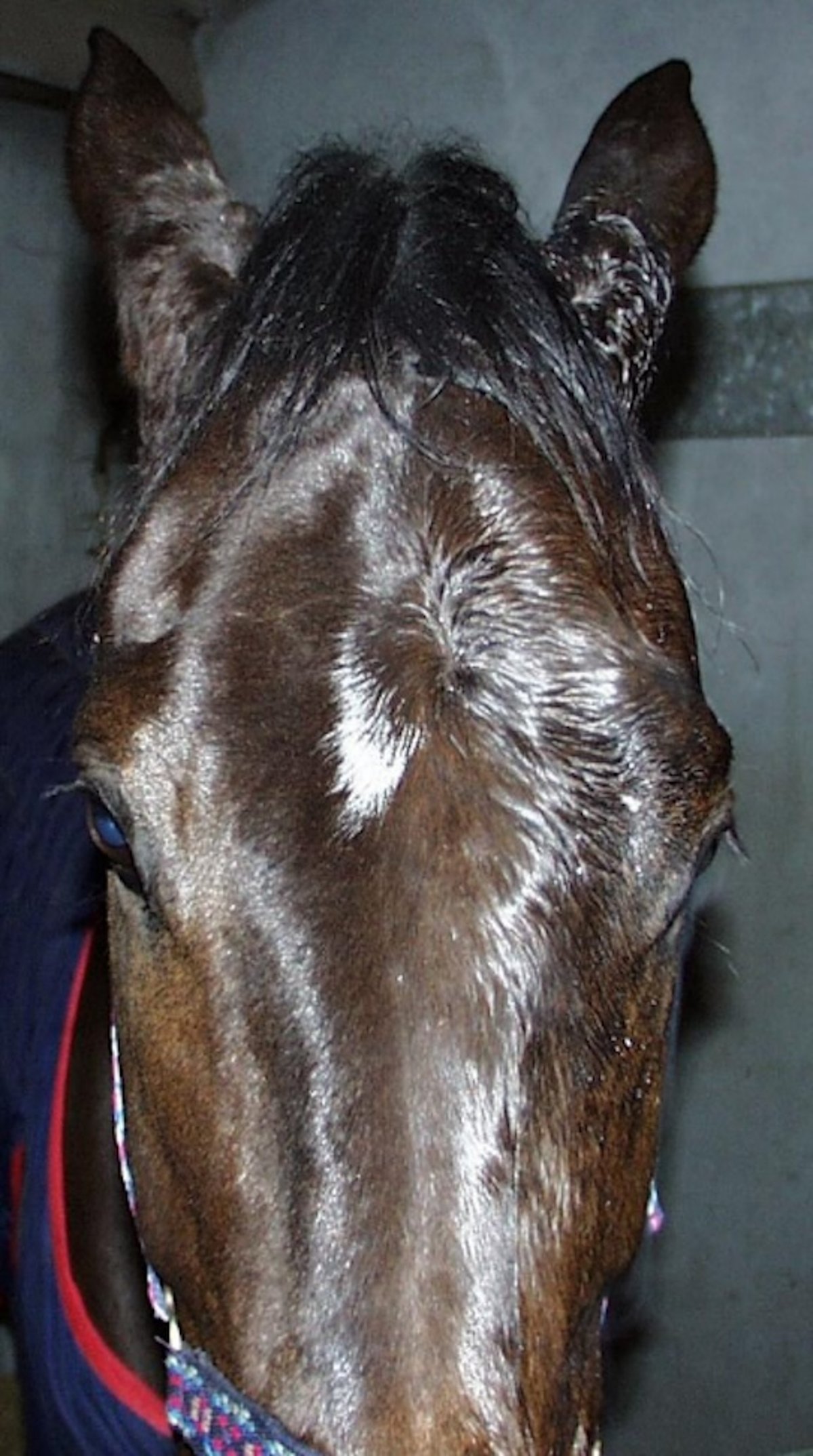 Grass sickness, eye drops, horse