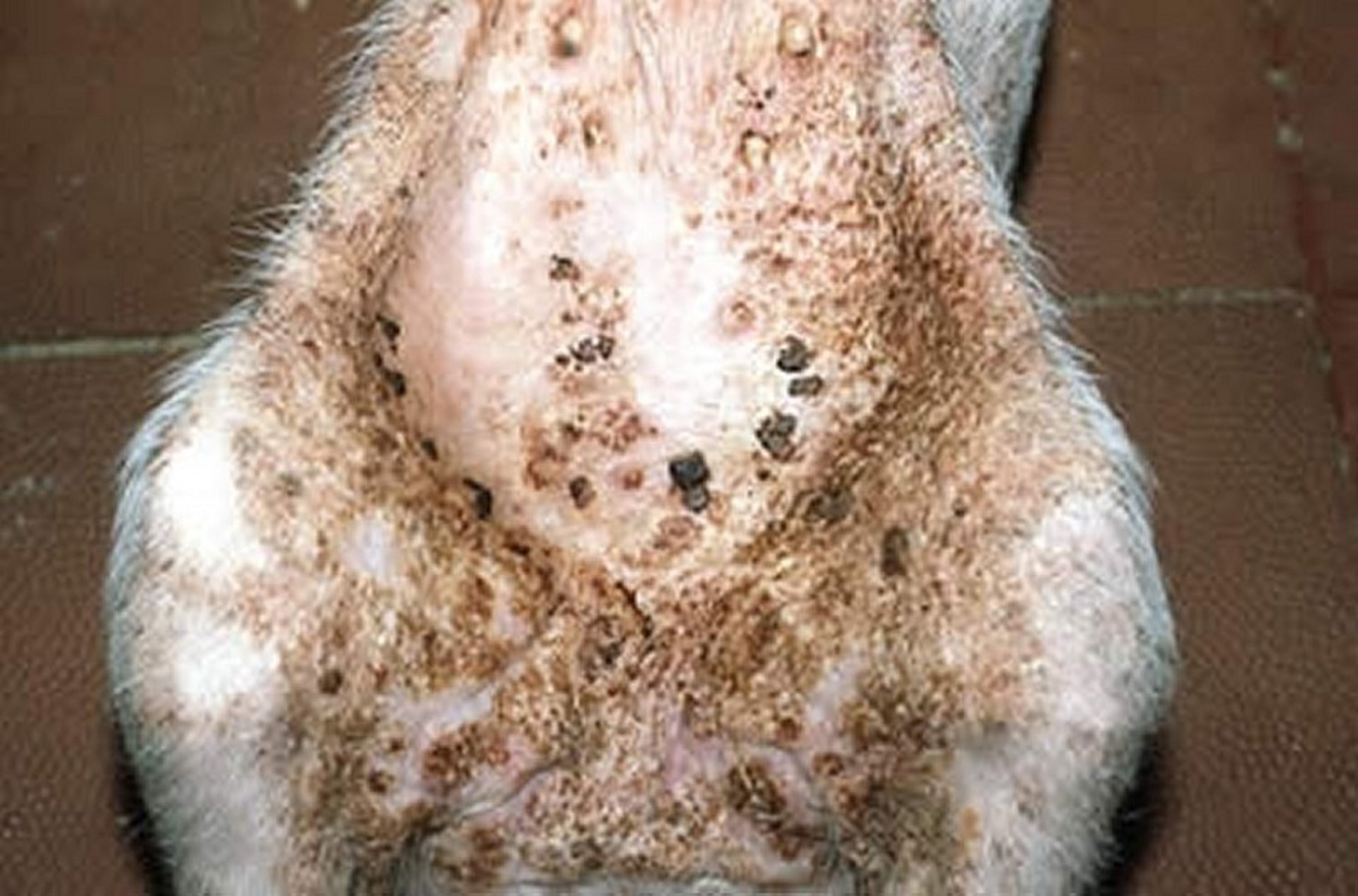 Epidermitis exudativa, lesión "grasa", cerdo