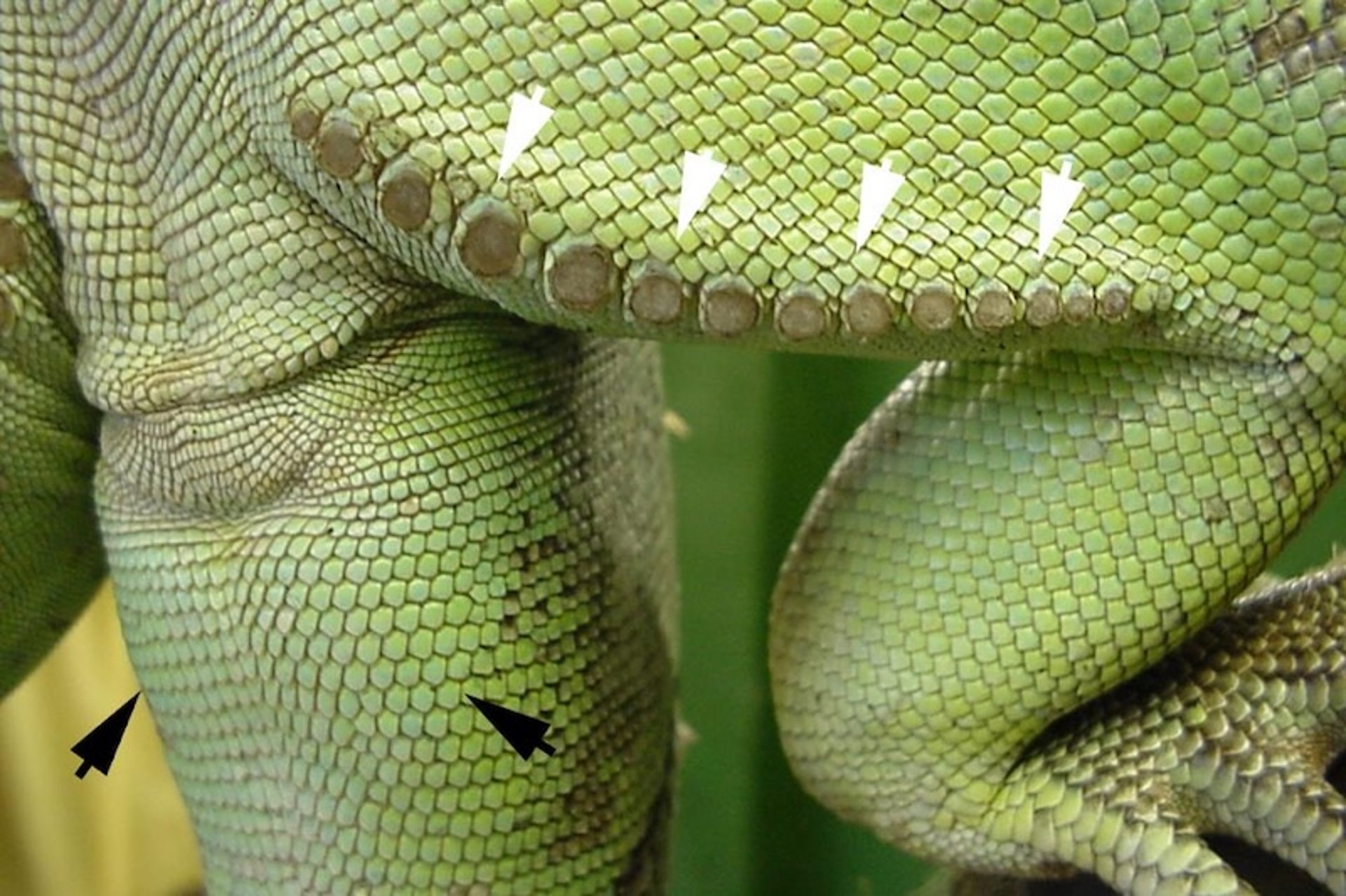 Iguana-verde (<i >Iguana iguana</i>), macho adulto