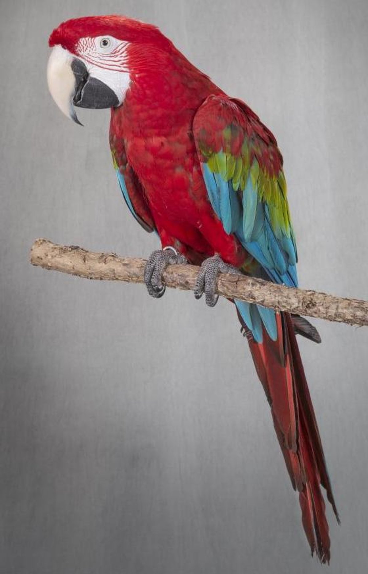 Guacamayo aliverde