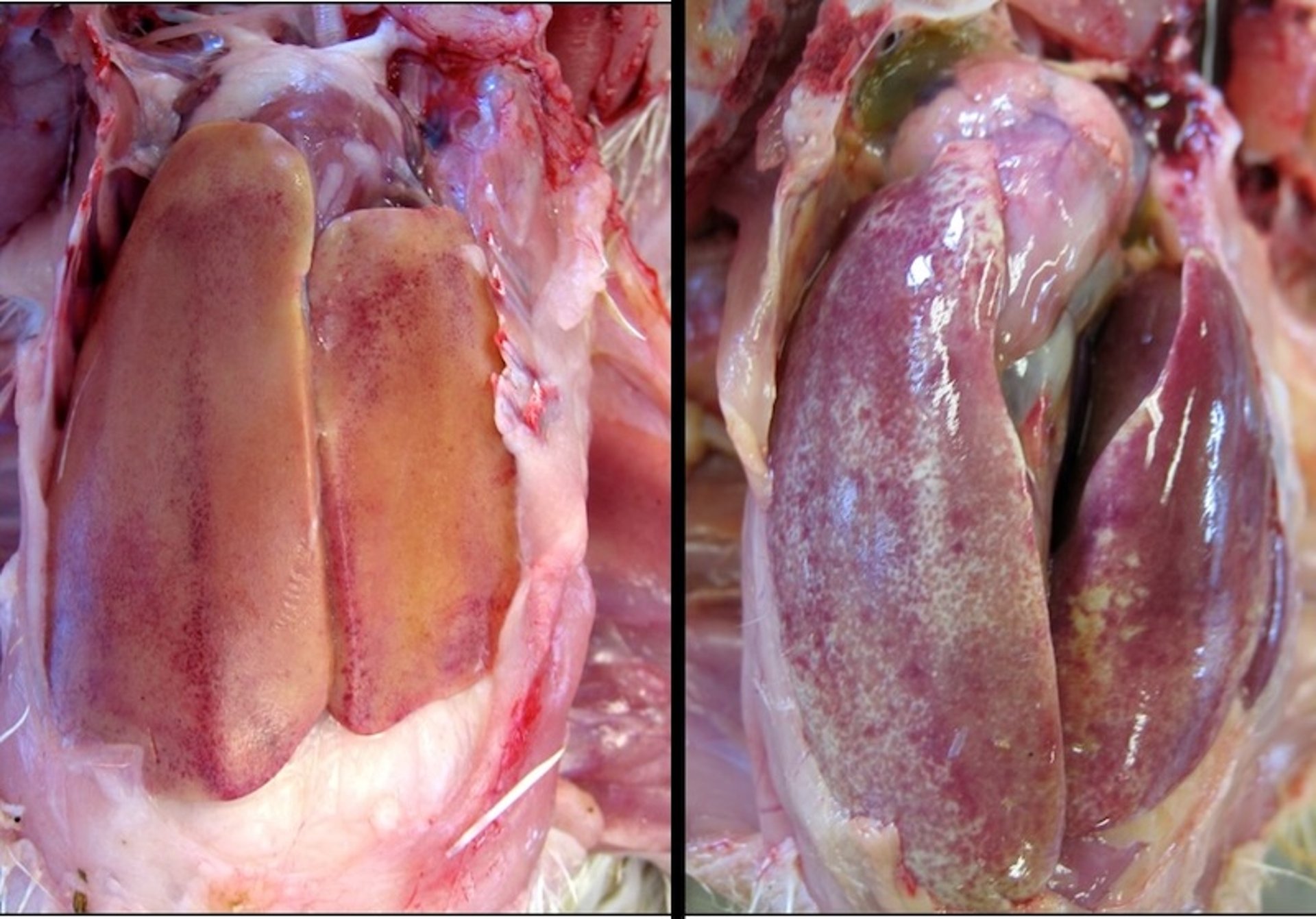 Gross hepatic lesions, inclusion body hepatitis, chickens