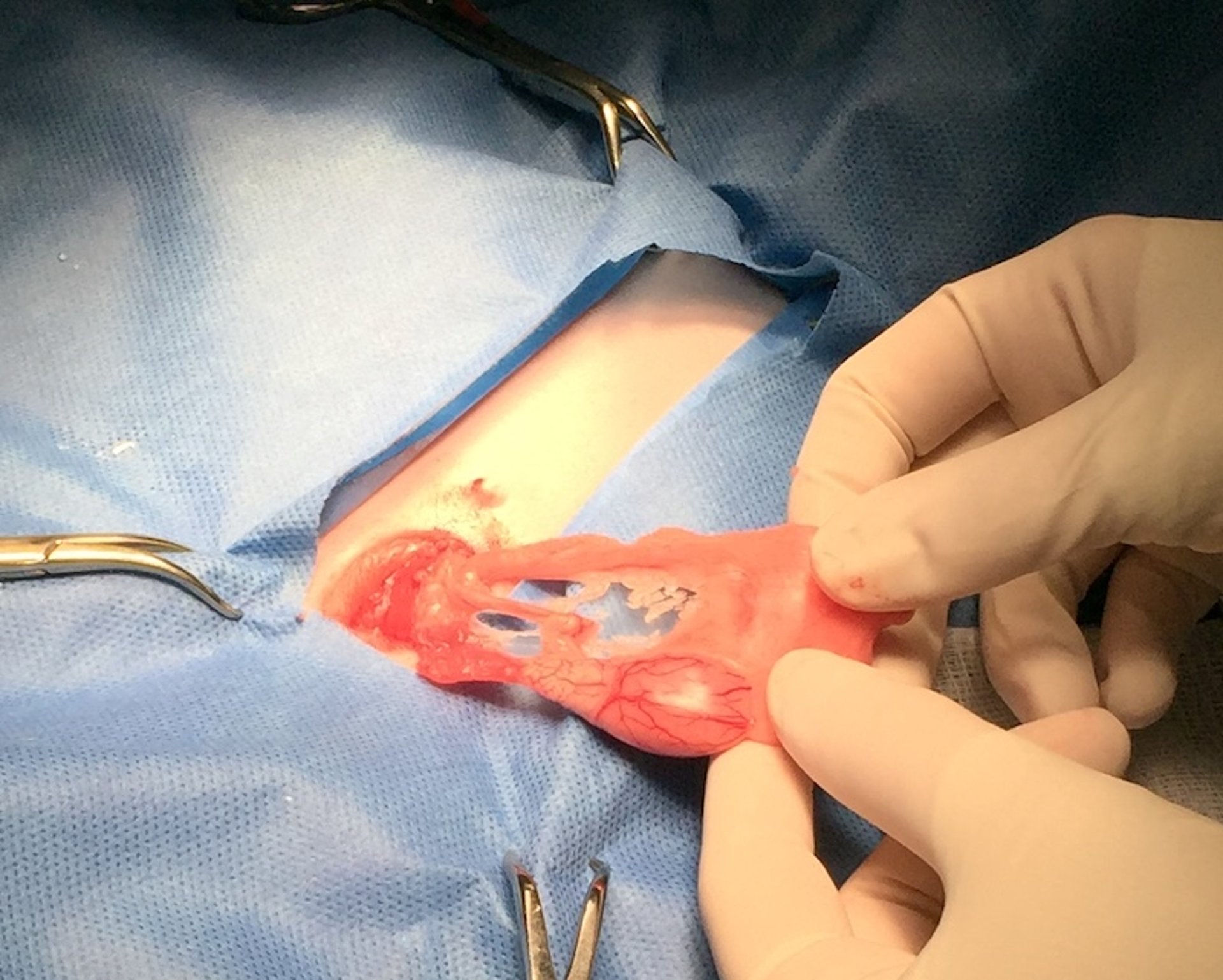 Castration, abdominal approach, guinea pig