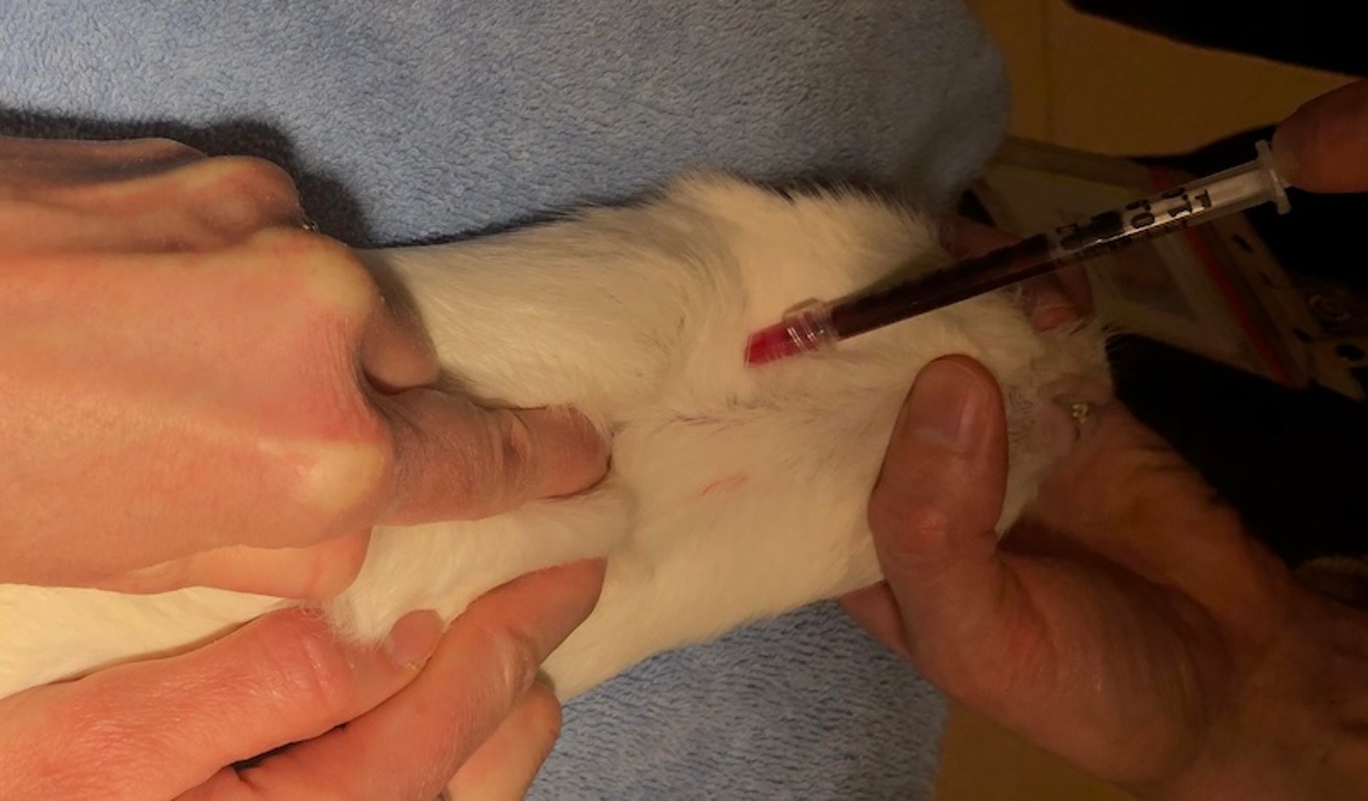 Blood collection, jugular vein, guinea pig
