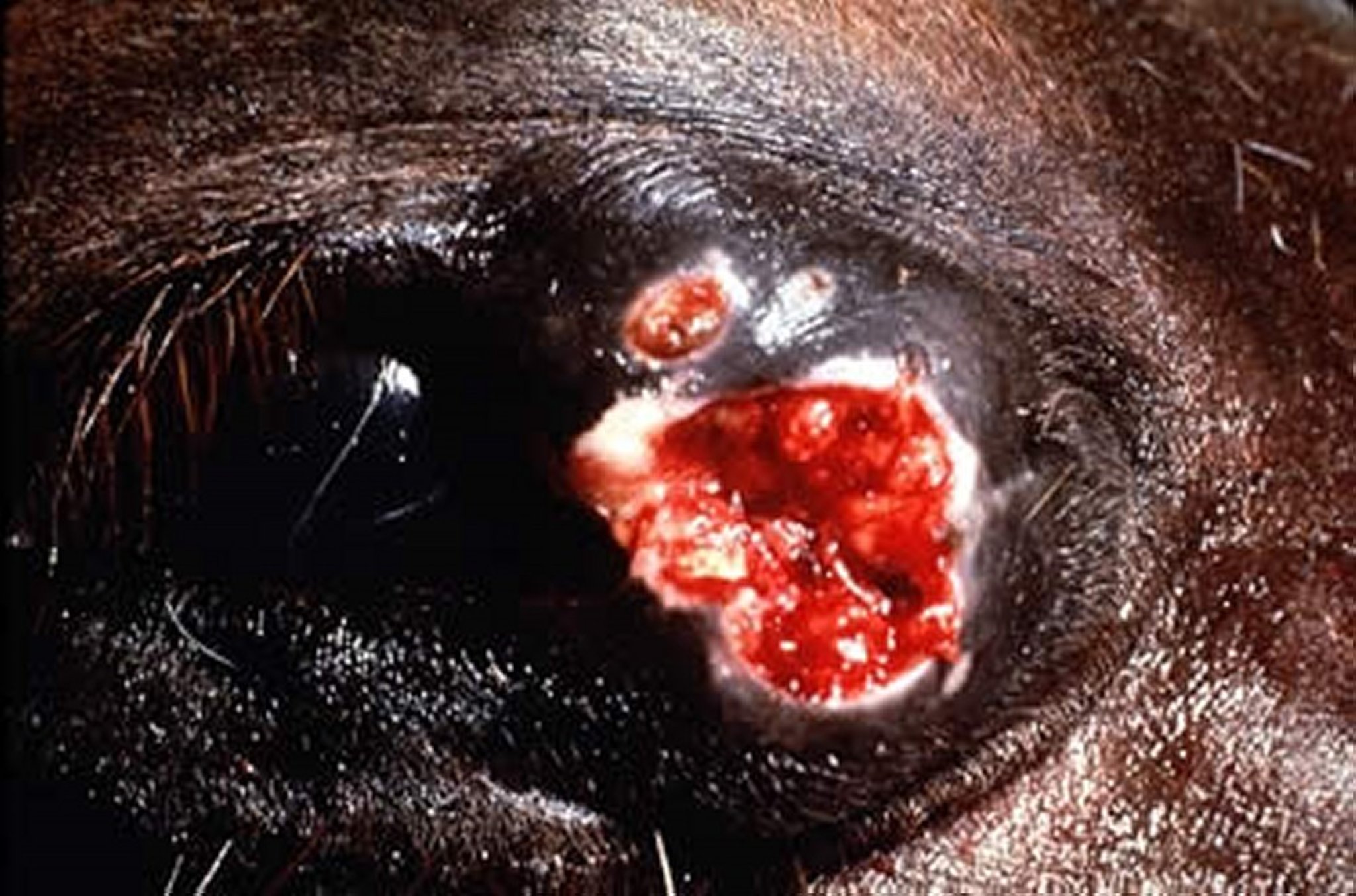 <i >Habronema</i> sp, eyelid, horse