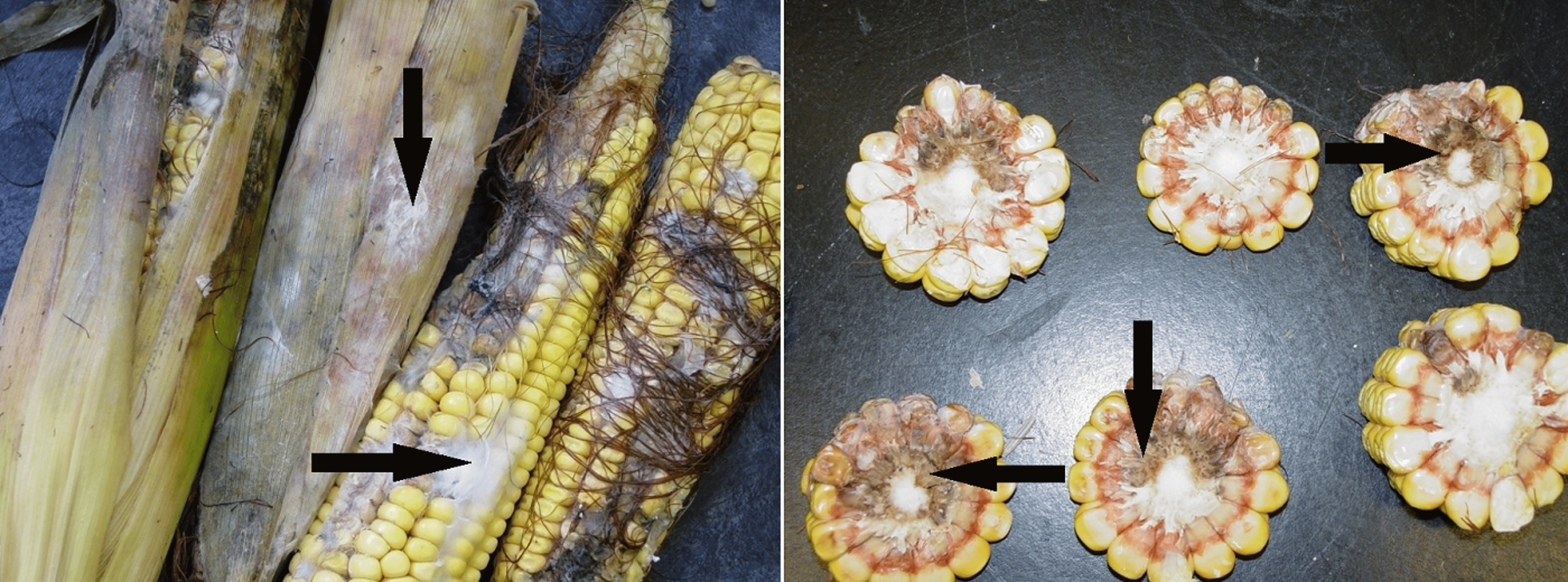 <i >Fusarium</i> growth on hail-damaged corn