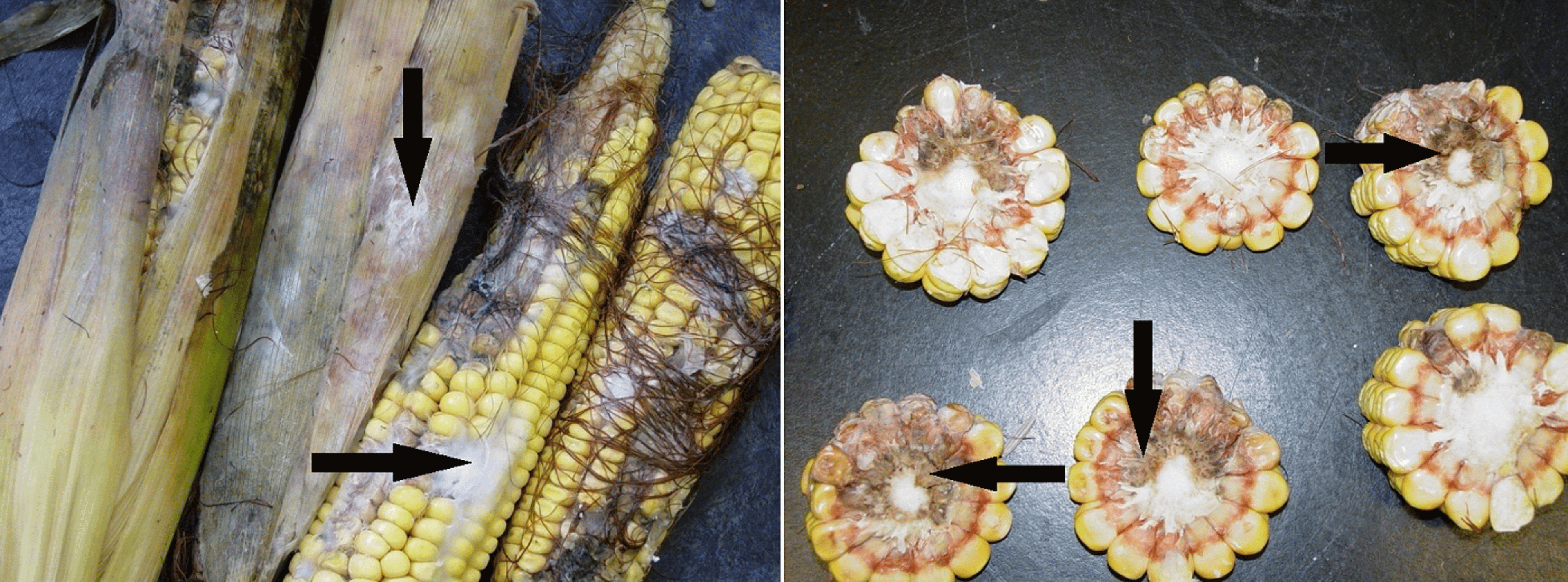 <i >Fusarium</i> growth on hail-damaged corn