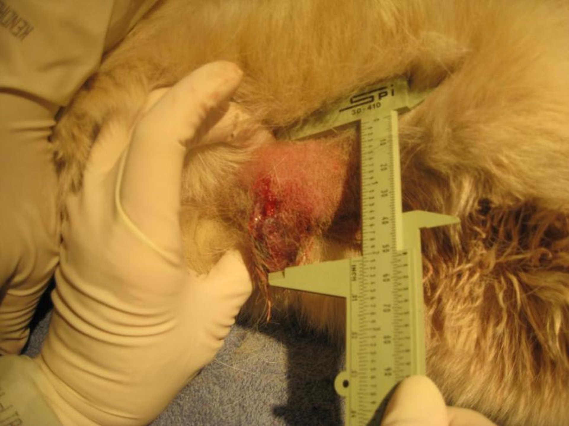 Hair follicle tumor, Norwegian Elkhound