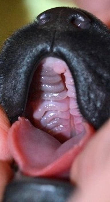 Cleft palate, puppy