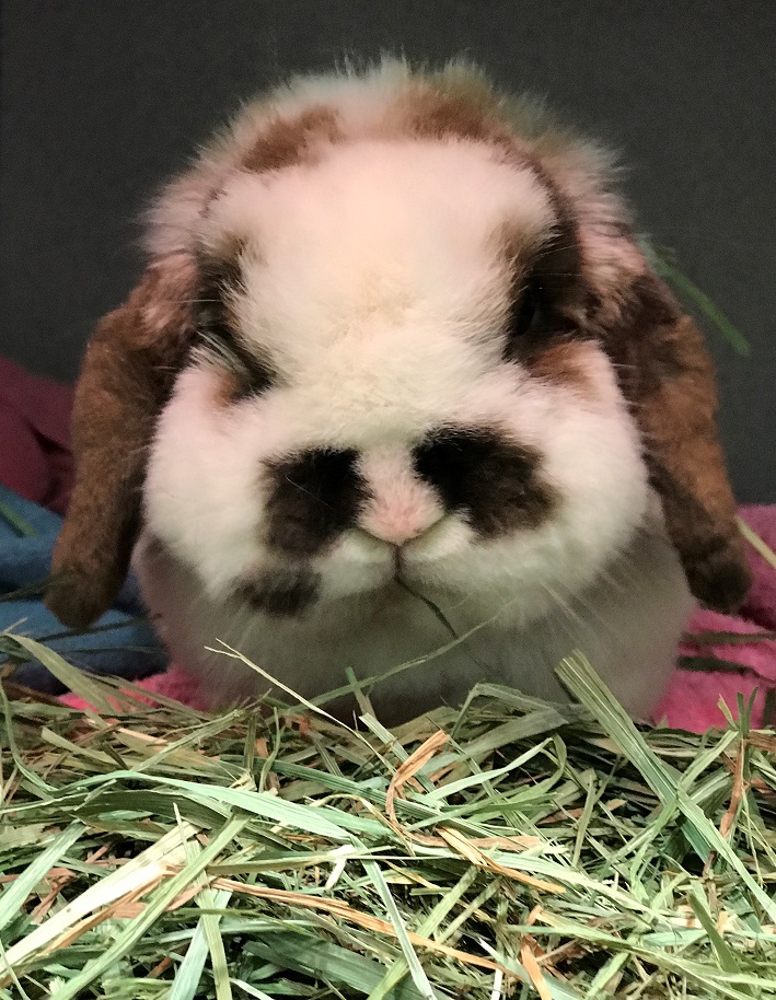 Hatay Rabbit Image:Rabbit with hay-Merck Veterinary Manual