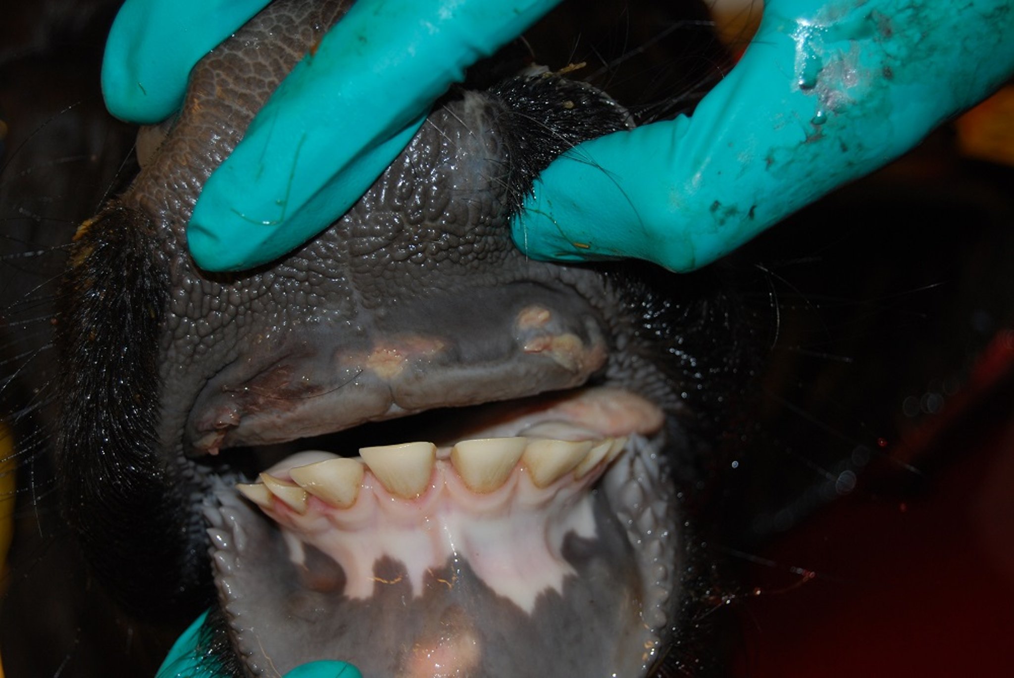 Healing lesion, cow