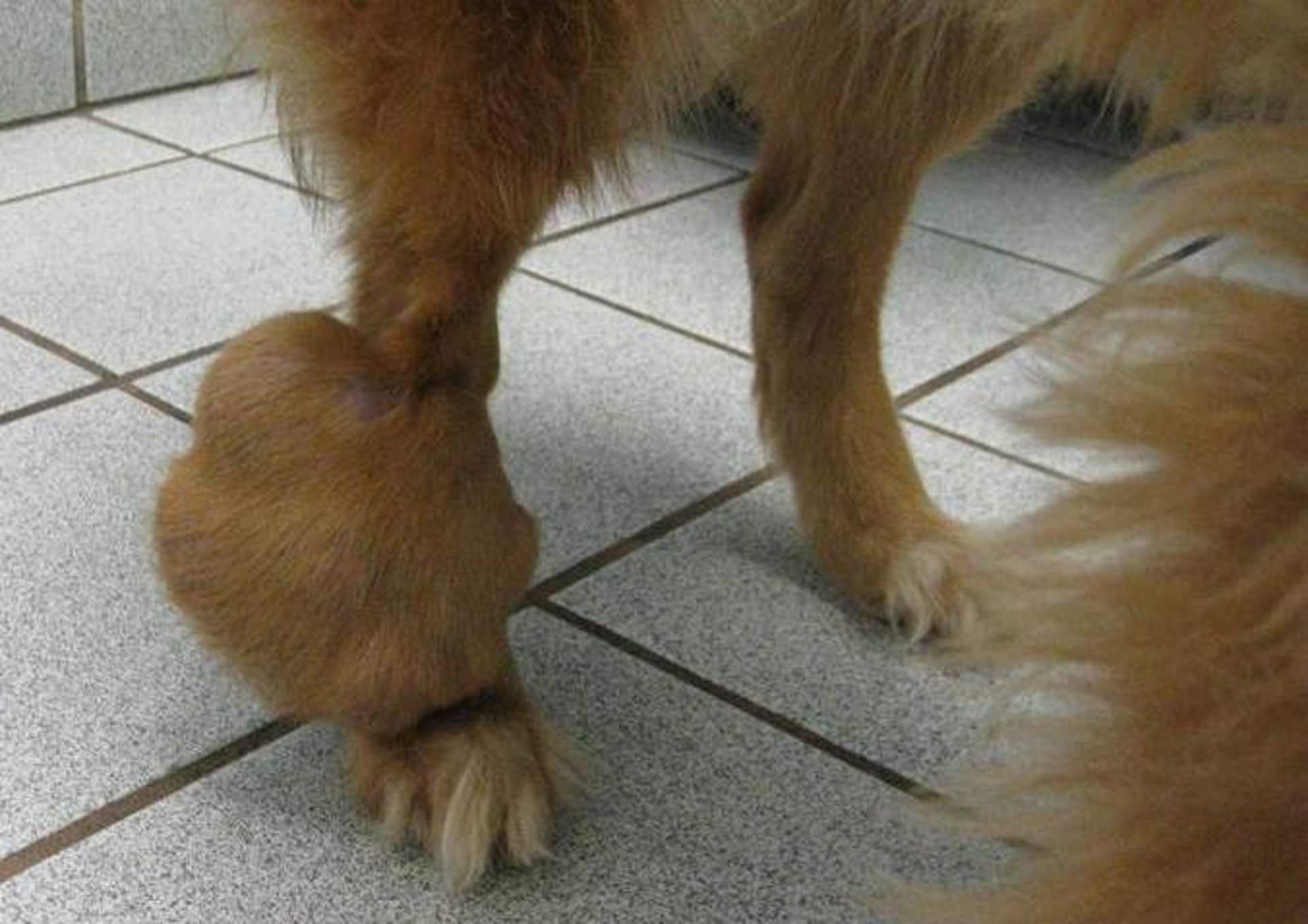 Hemangiopericytoma, right hind leg, mixed-breed dog