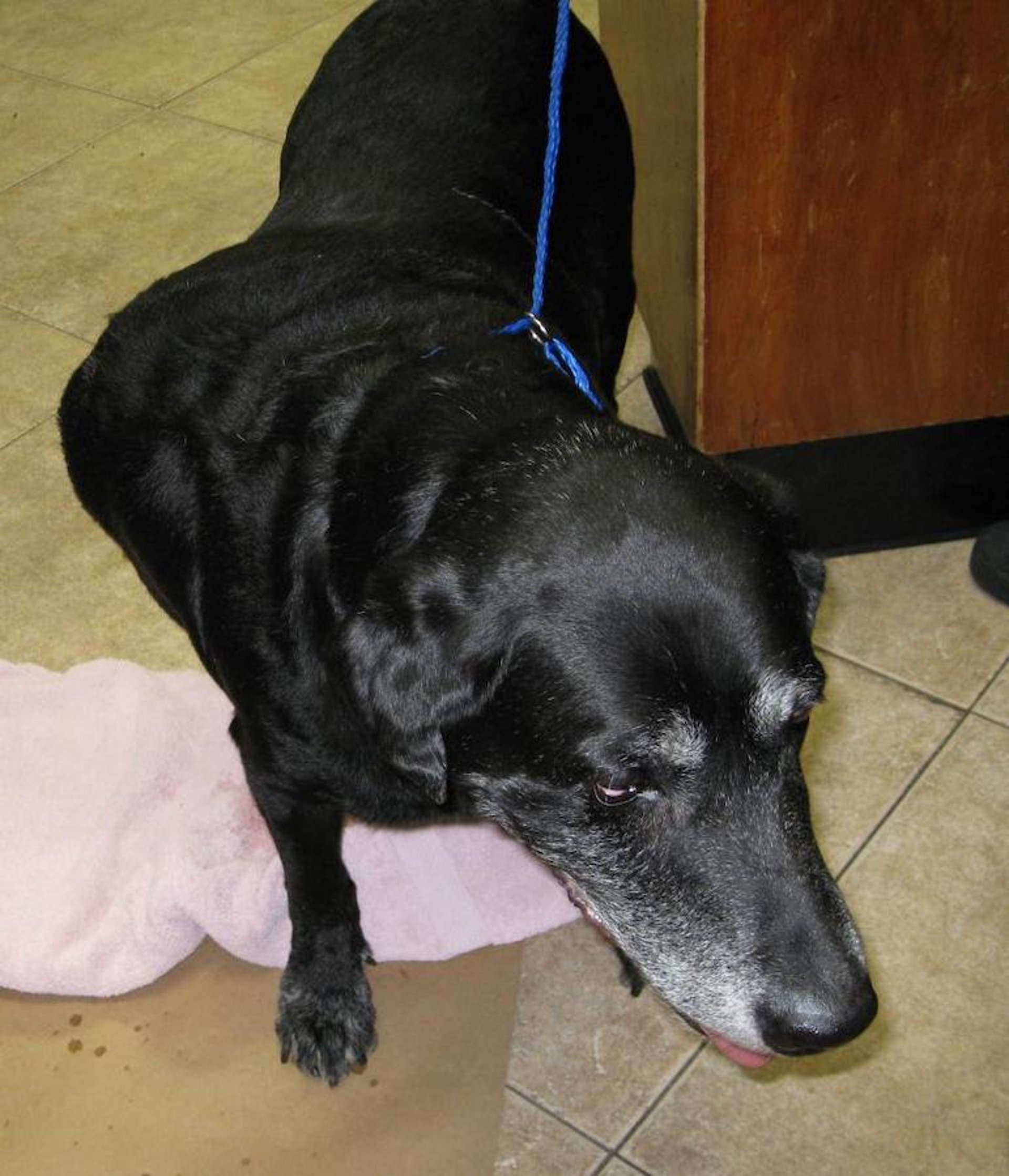 Hemangiopericytoma over the lateral right thorax, older Black Labrador