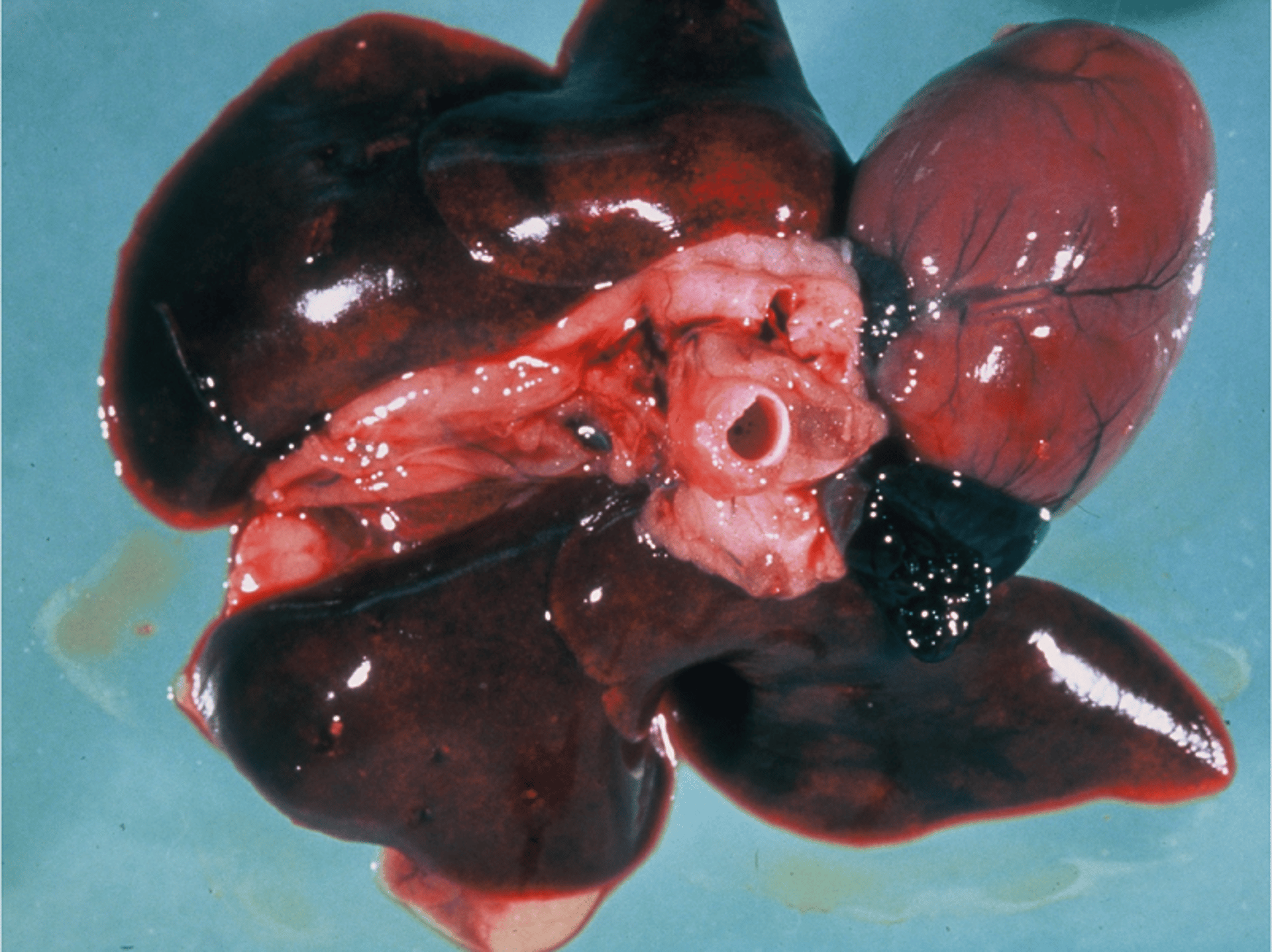Hemorrhagic pneumonia, mink