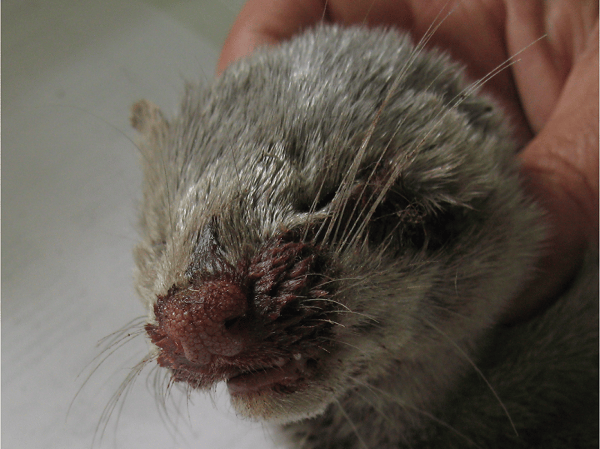 Perinasal hemorrhagic discharge, mink