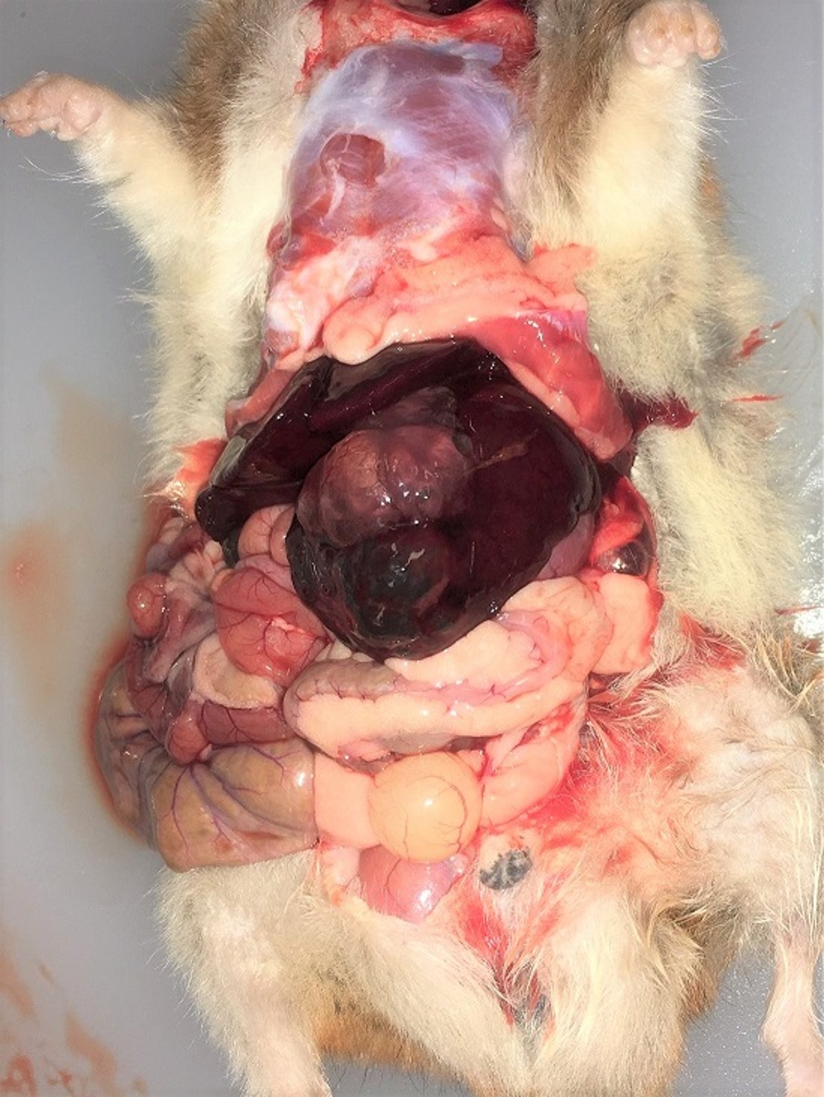 Polycystic liver disease, Syrian hamster