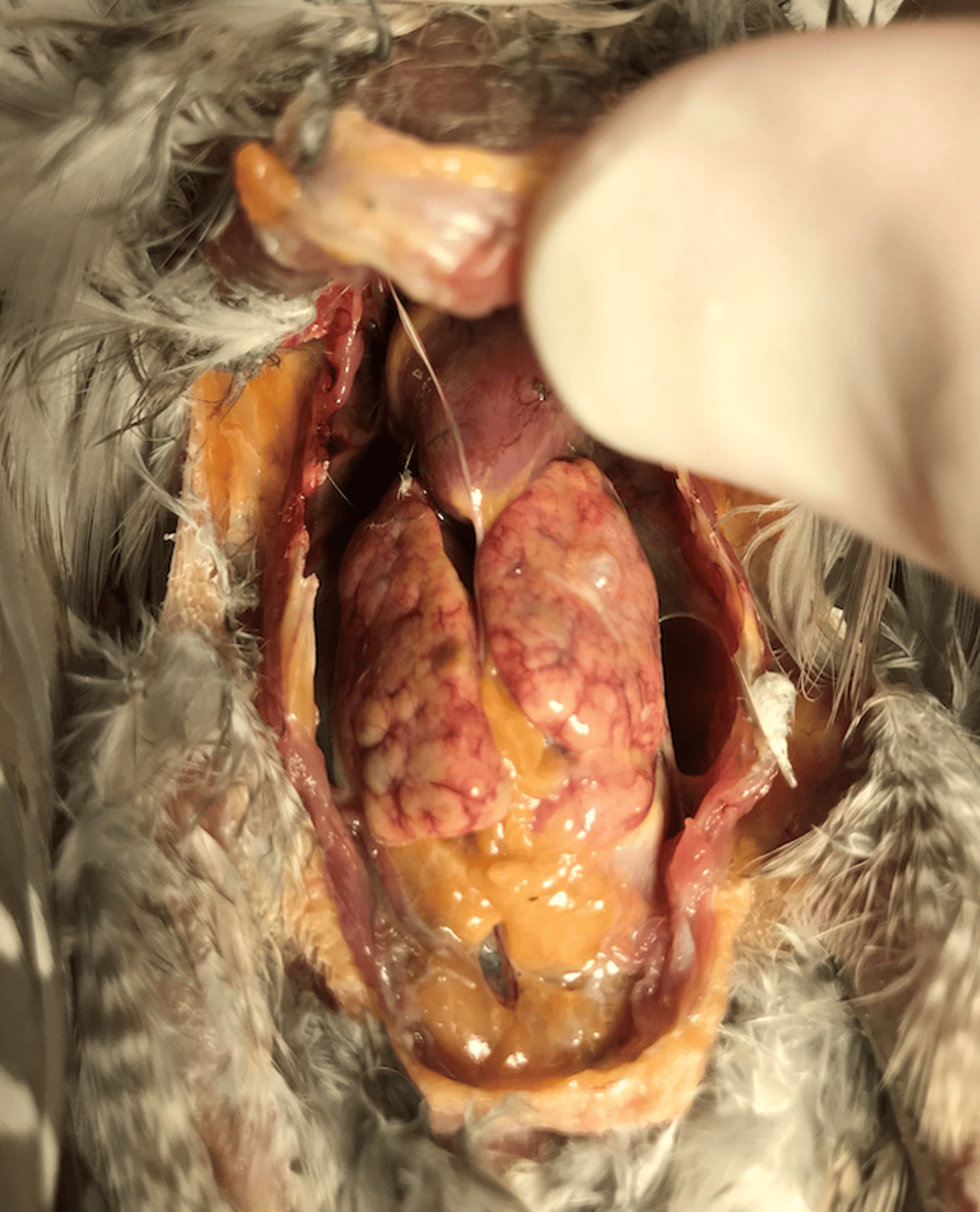 Hepatic lipidosis, cockatiel