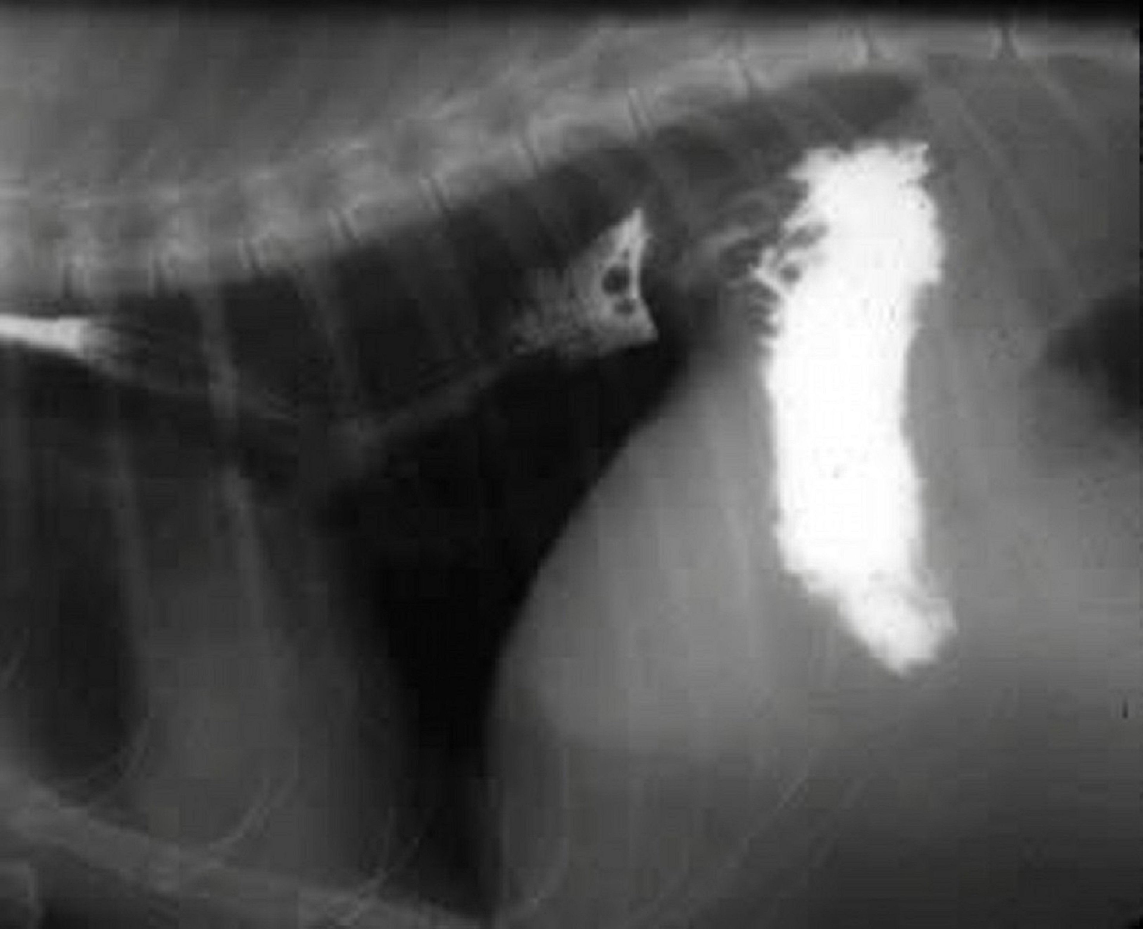 Hiatal hernia, dog, radiograph