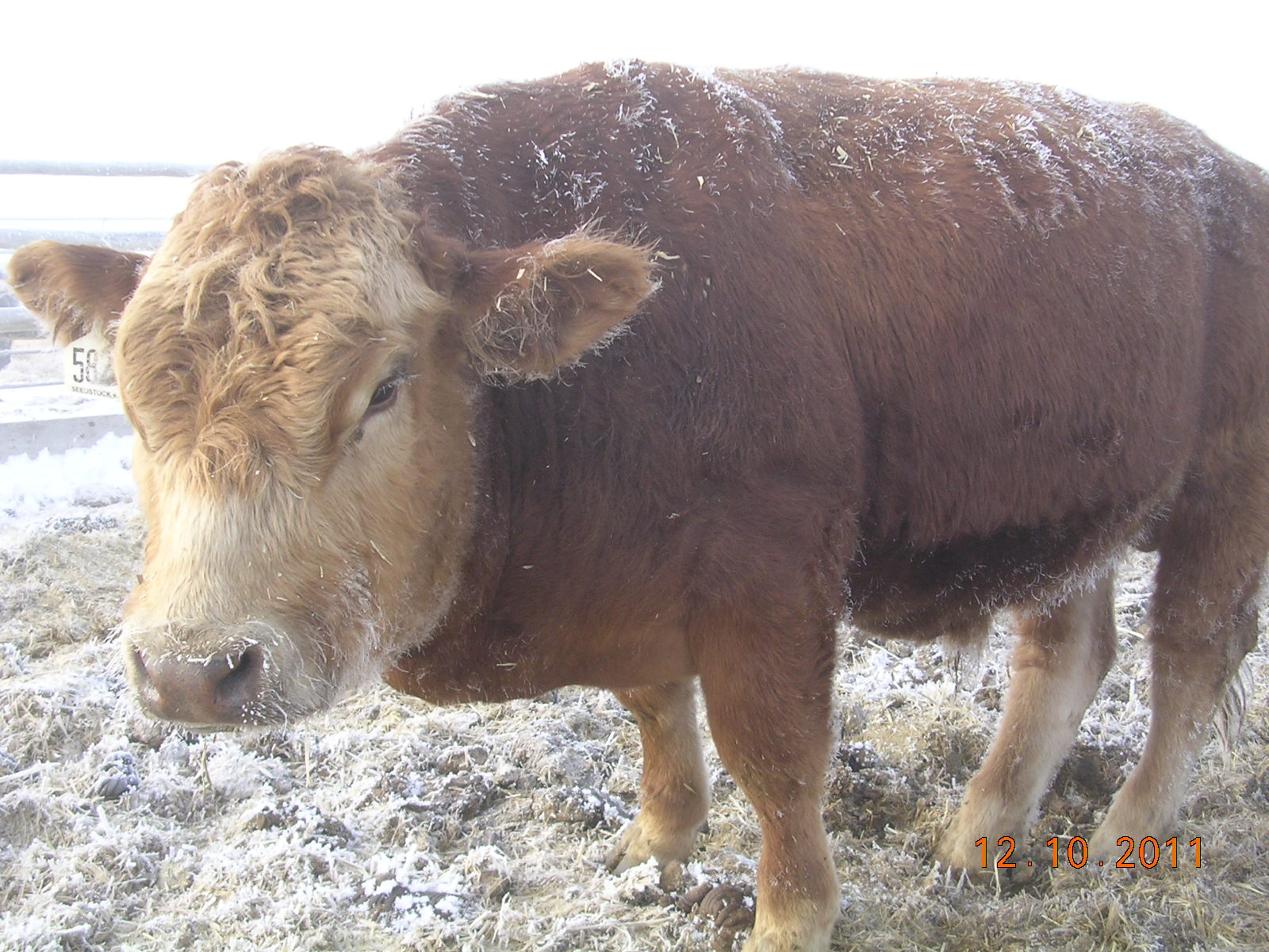 Steer with bovine high-mountain disease