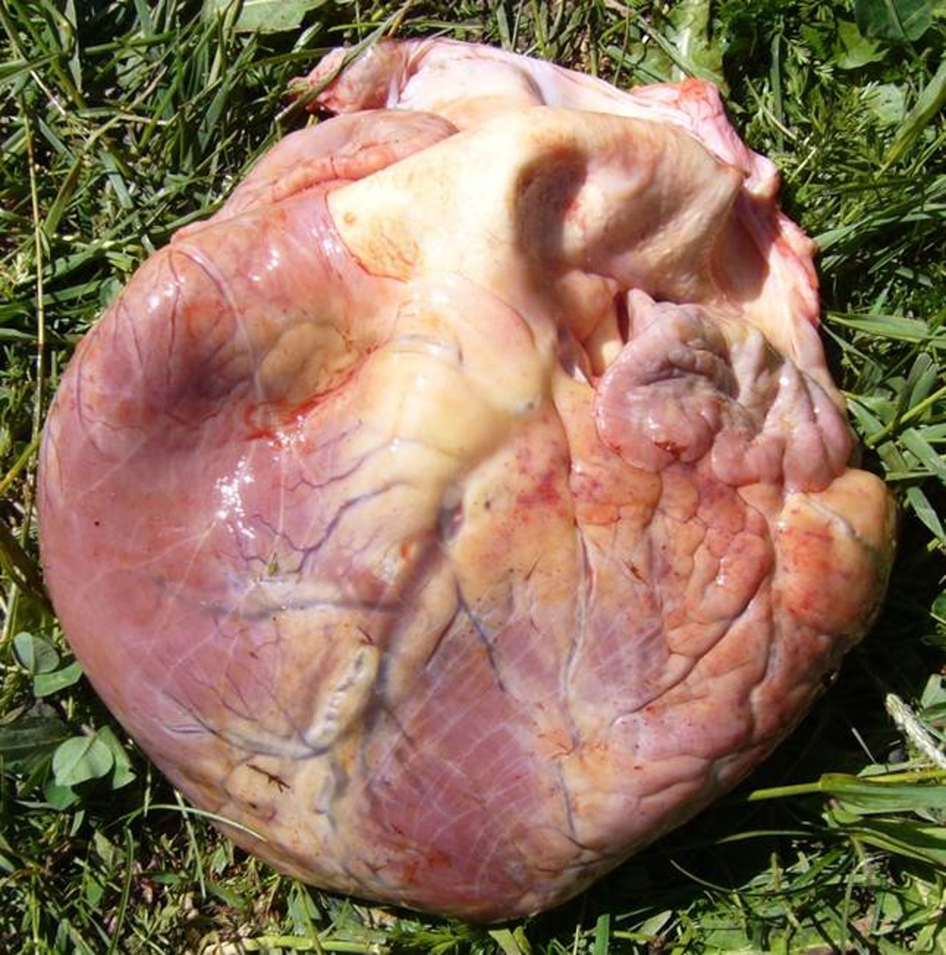 Grade 5 heart from steer with bovine high-mountain disease