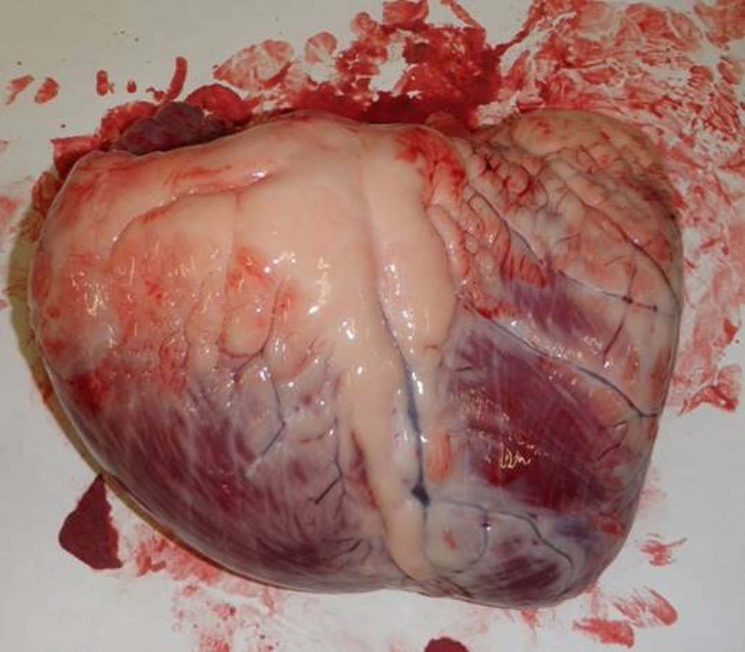 Grade 4 heart from steer with bovine high-mountain disease