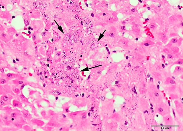 Image:Histoplasmosis, cat-MSD Veterinary Manual