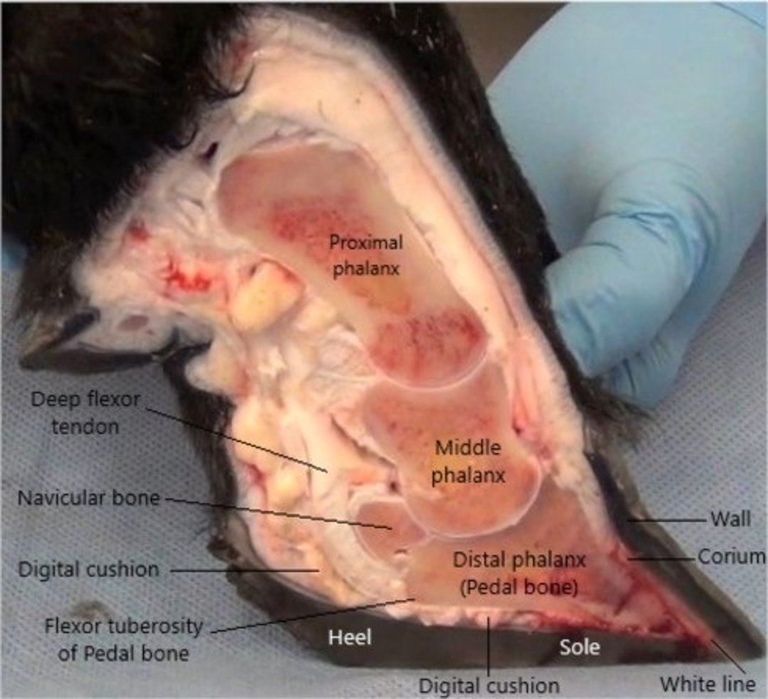 Illustration of internal anatomical structures