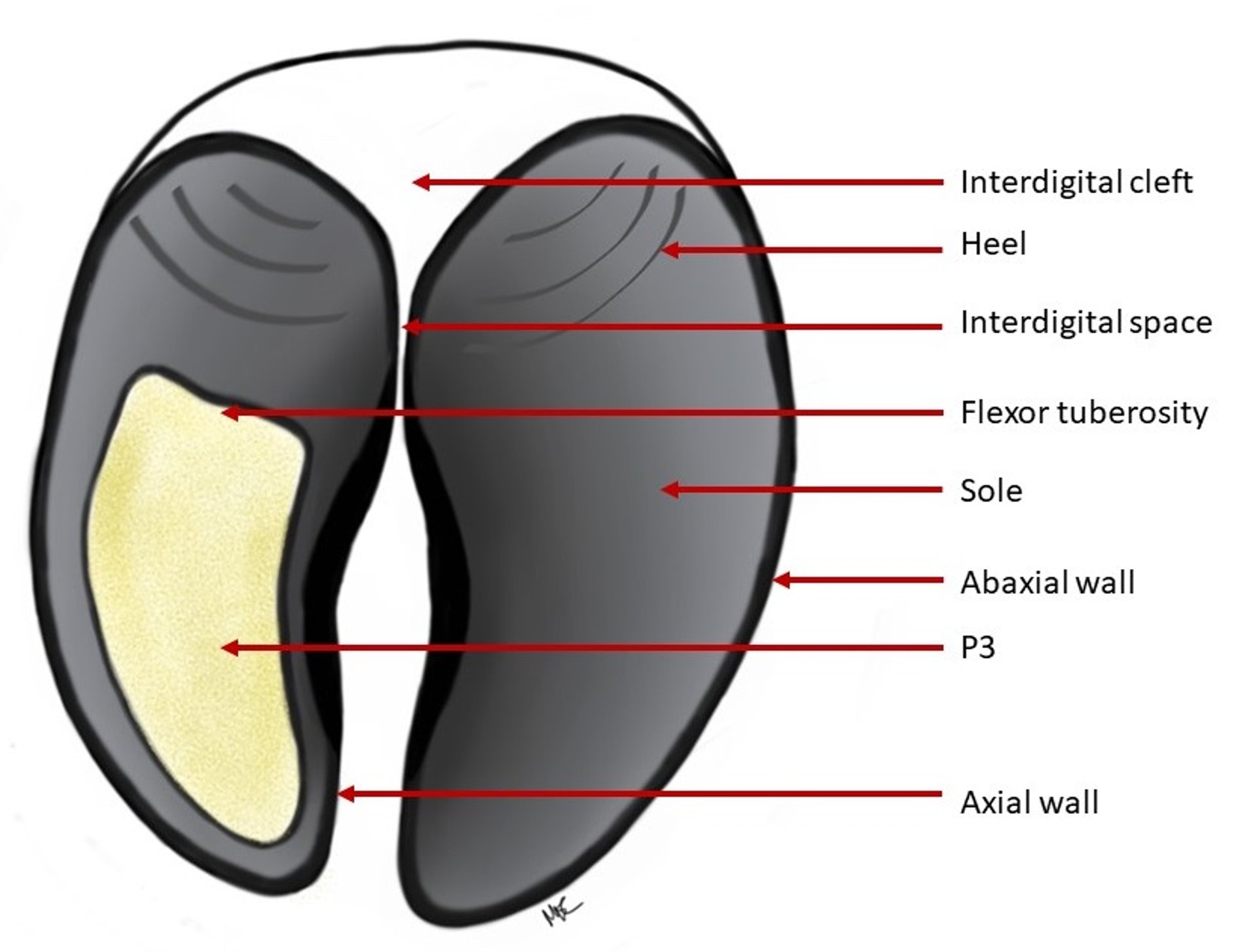 Palmar/plantar view of the bovine hoof