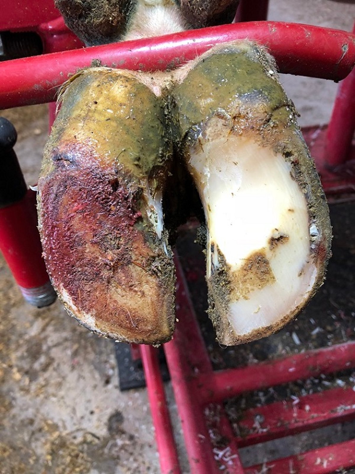 Hoof trimming to prevent sole ulcers, cow