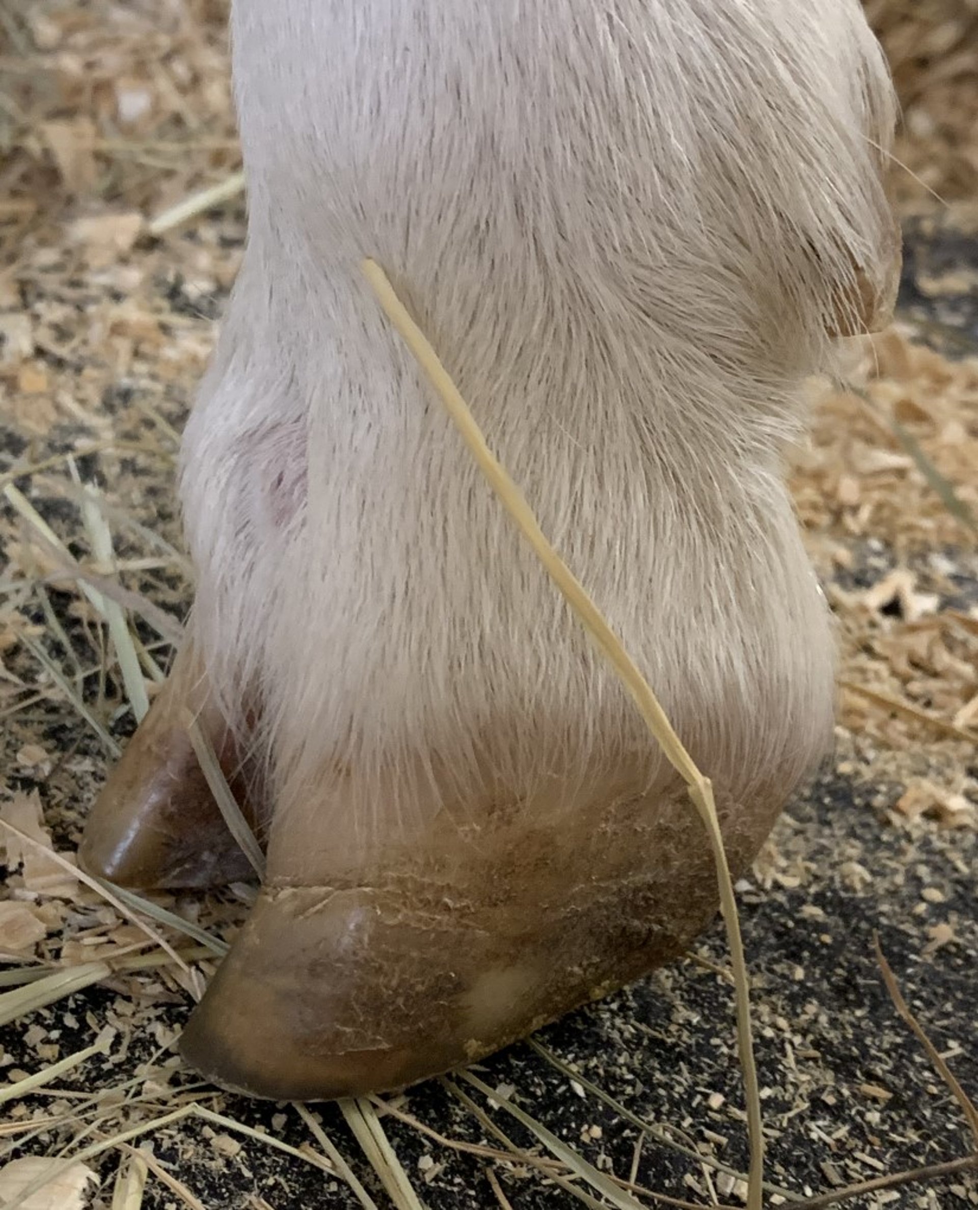 Horizontal cracks in hoof wall, sheep
