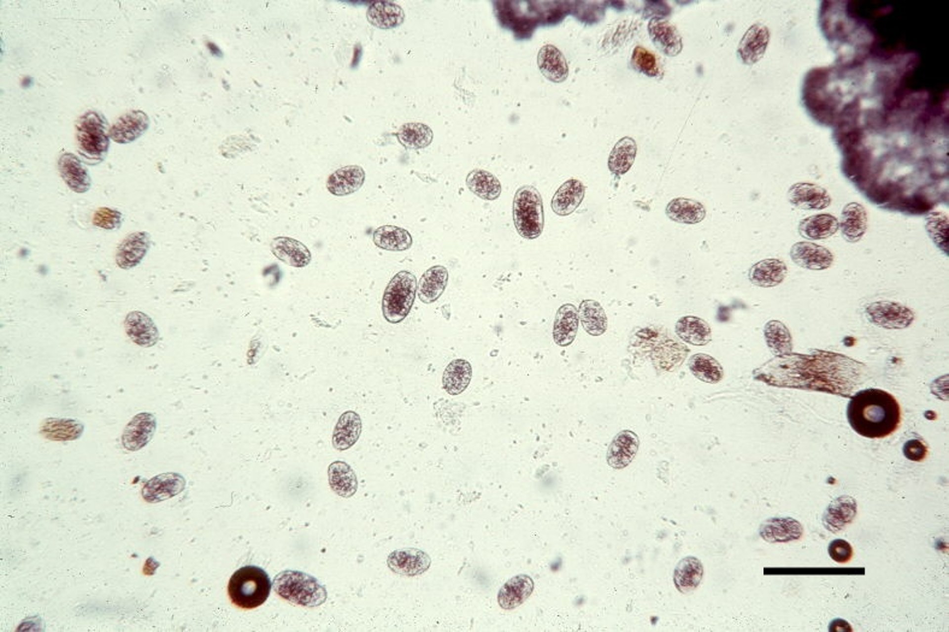 Eggs, hookworm, dog