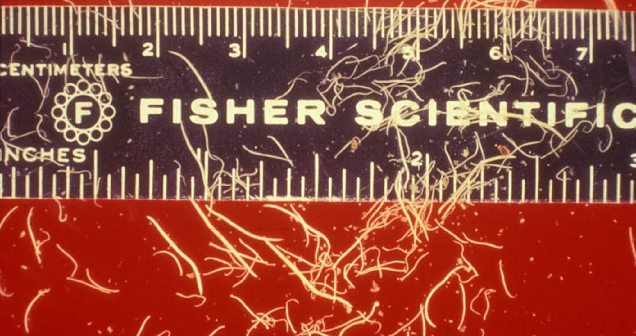 Adult hookworms, small intestine, dog