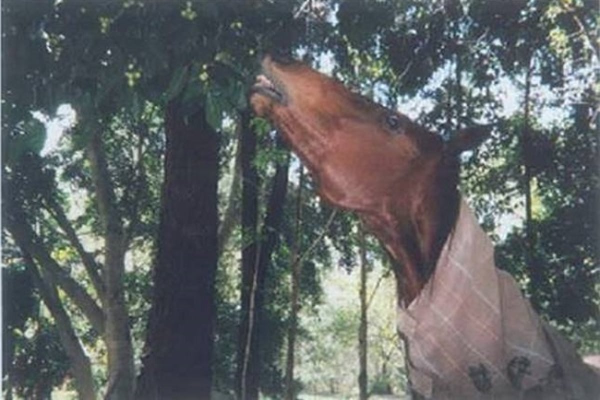 Horses grazing on fig tree leaves