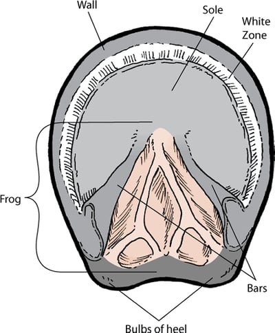 Horse hoof