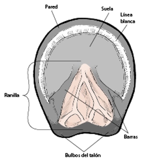 Casco de caballo