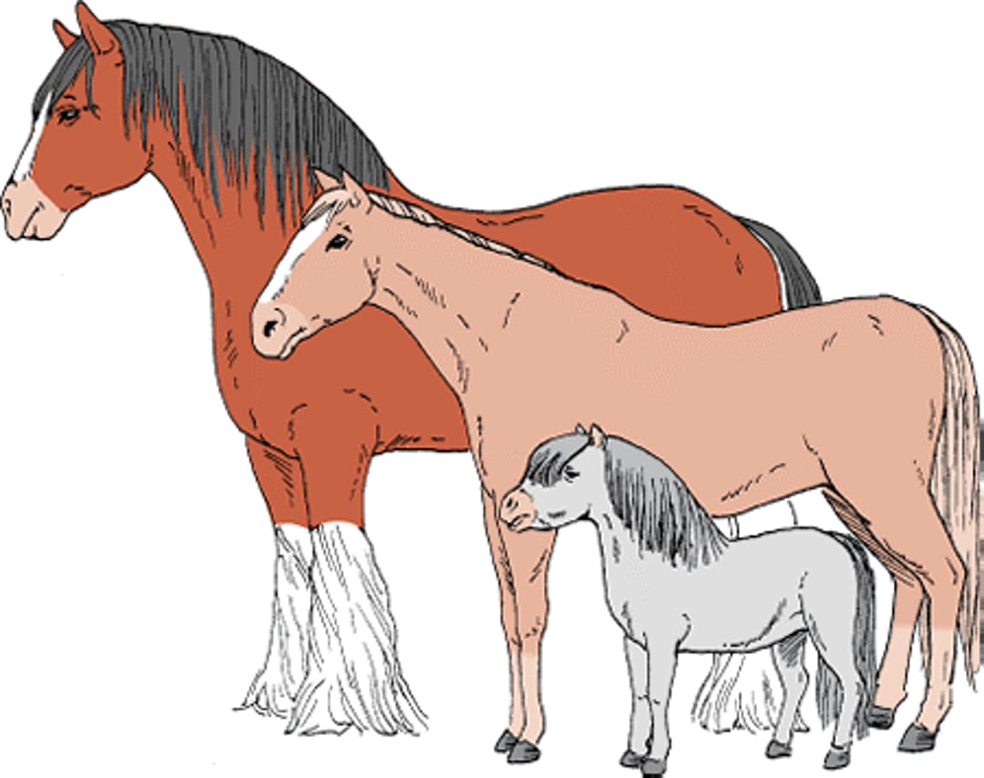 Horse breeds