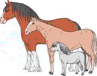 Horse breeds