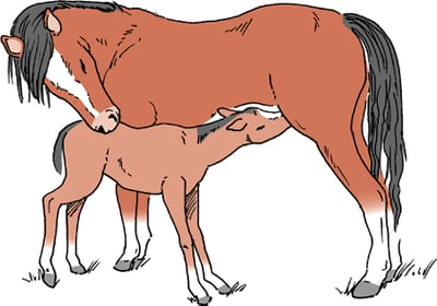 Nursing, horse