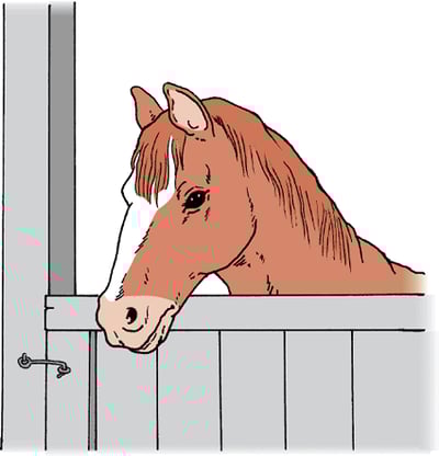 Horse in stable