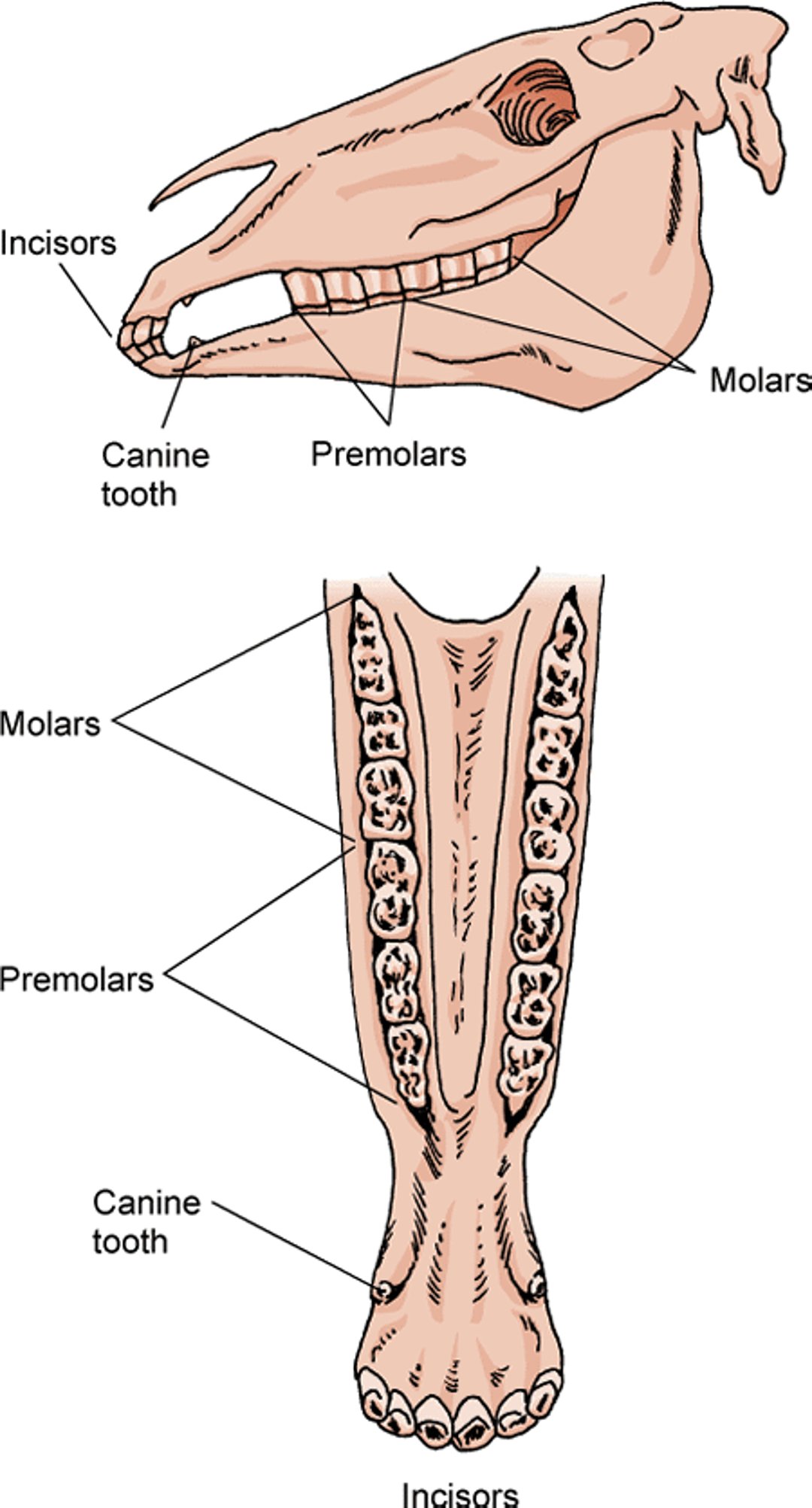 Horse teeth