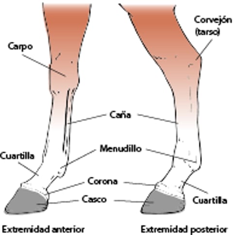 Extremidades, caballo